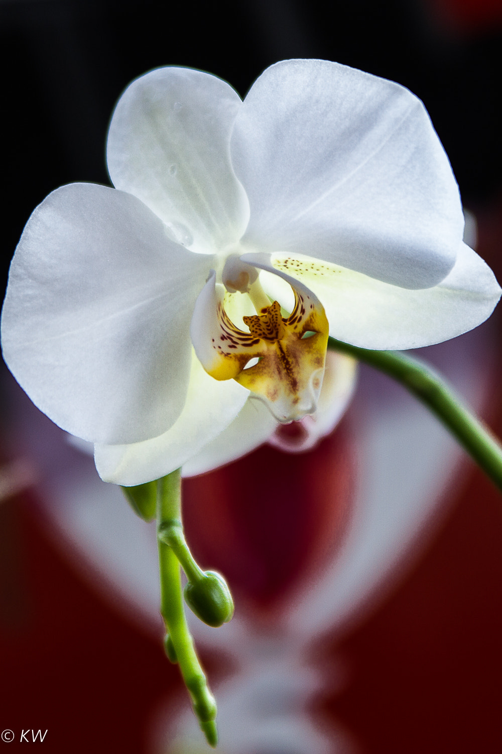 Sigma 70-200mm F2.8 EX DG OS HSM sample photo. Orchid photography
