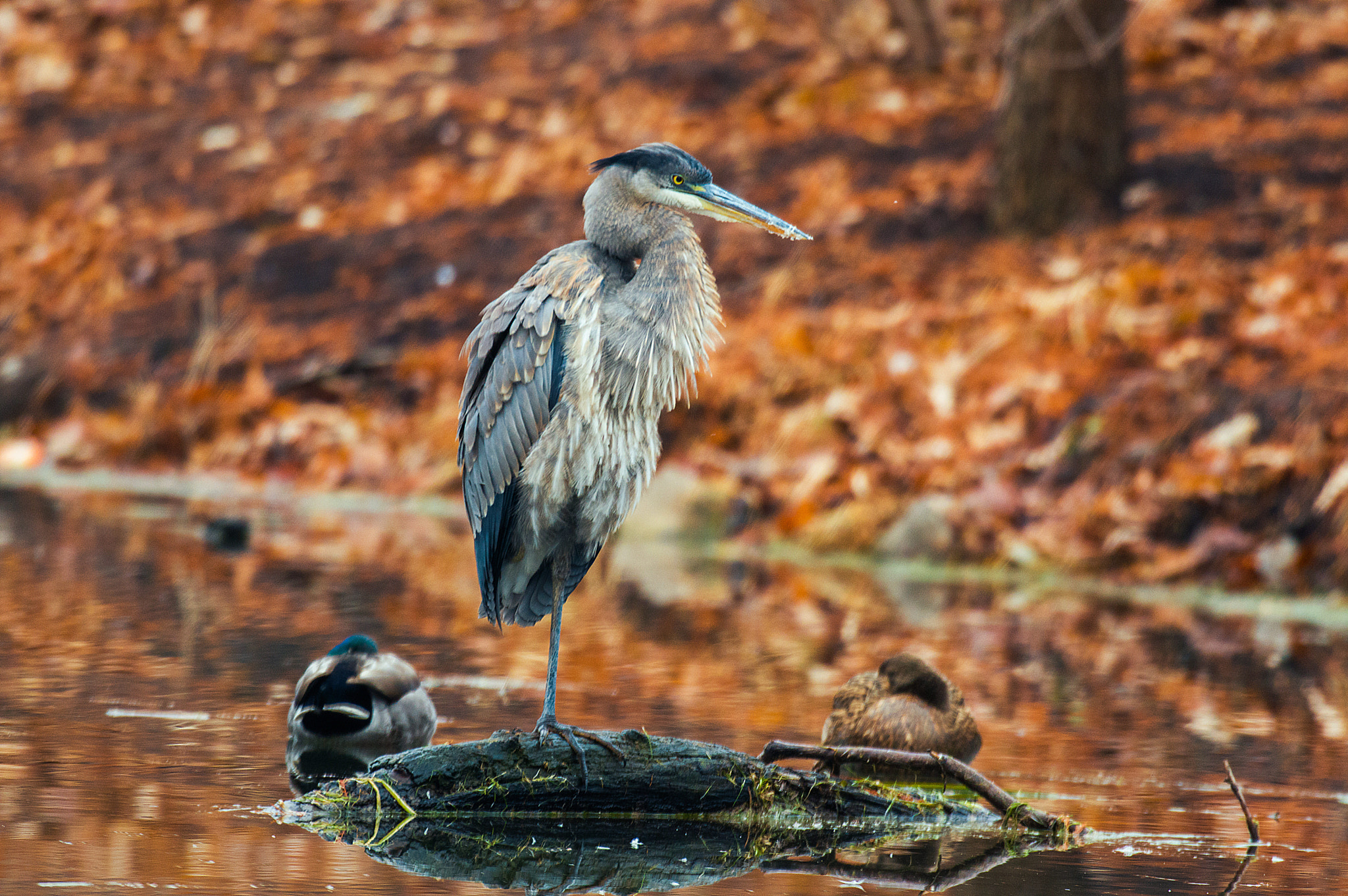 Nikon AF-S Nikkor 200-500mm F5.6E ED VR sample photo. Heron photography