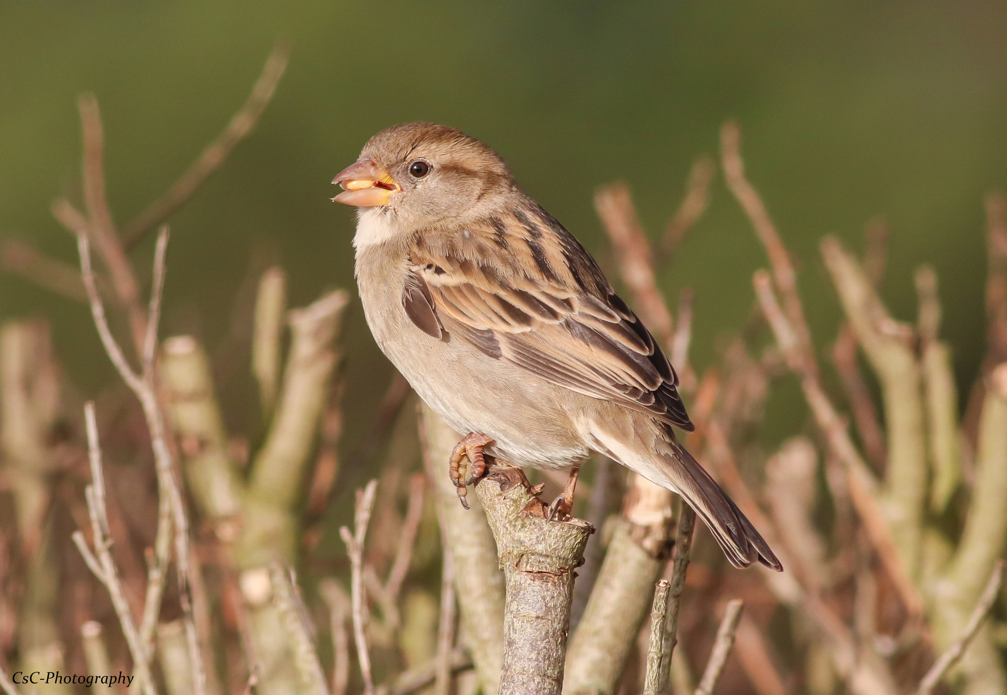 Canon EOS 760D (EOS Rebel T6s / EOS 8000D) sample photo. Female sparrow photography