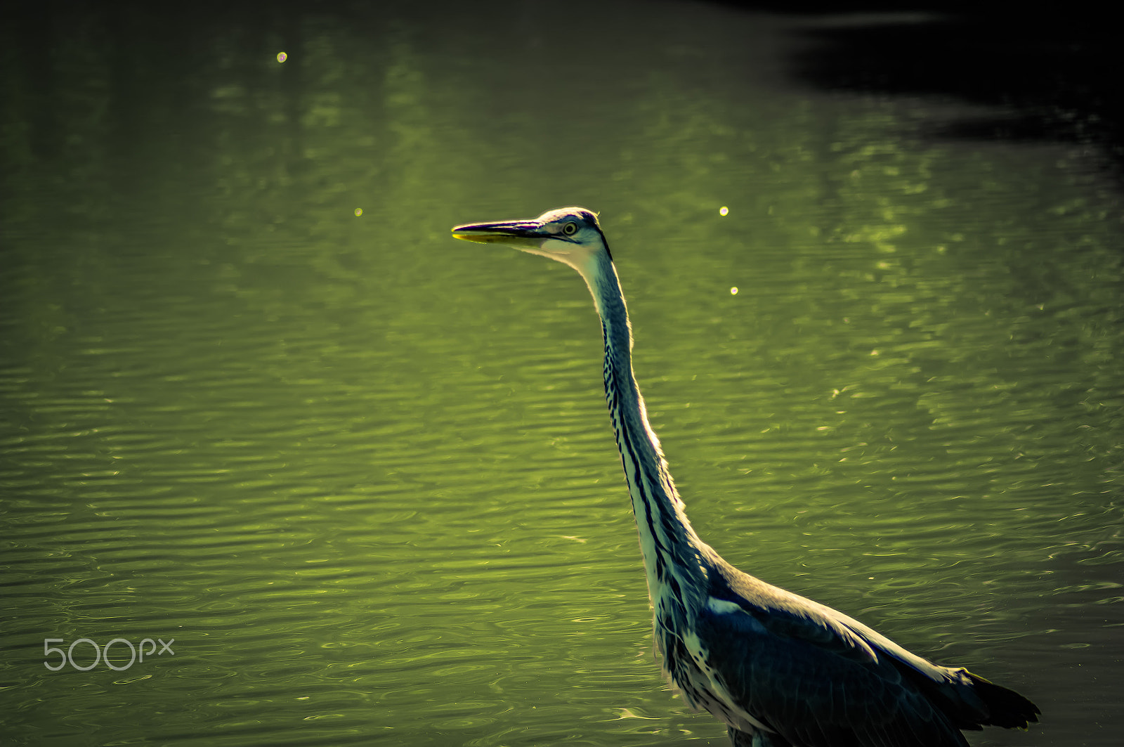 Cosina AF 100-300mm F5.6-6.7 sample photo. Ardea cinerea photography