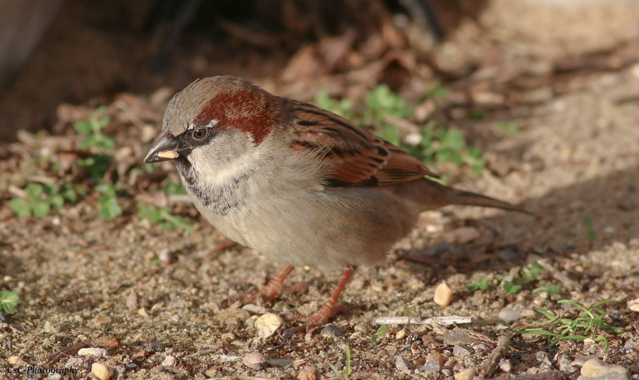 Canon EOS 760D (EOS Rebel T6s / EOS 8000D) + Canon EF 400mm F5.6L USM sample photo. Male sparrow photography