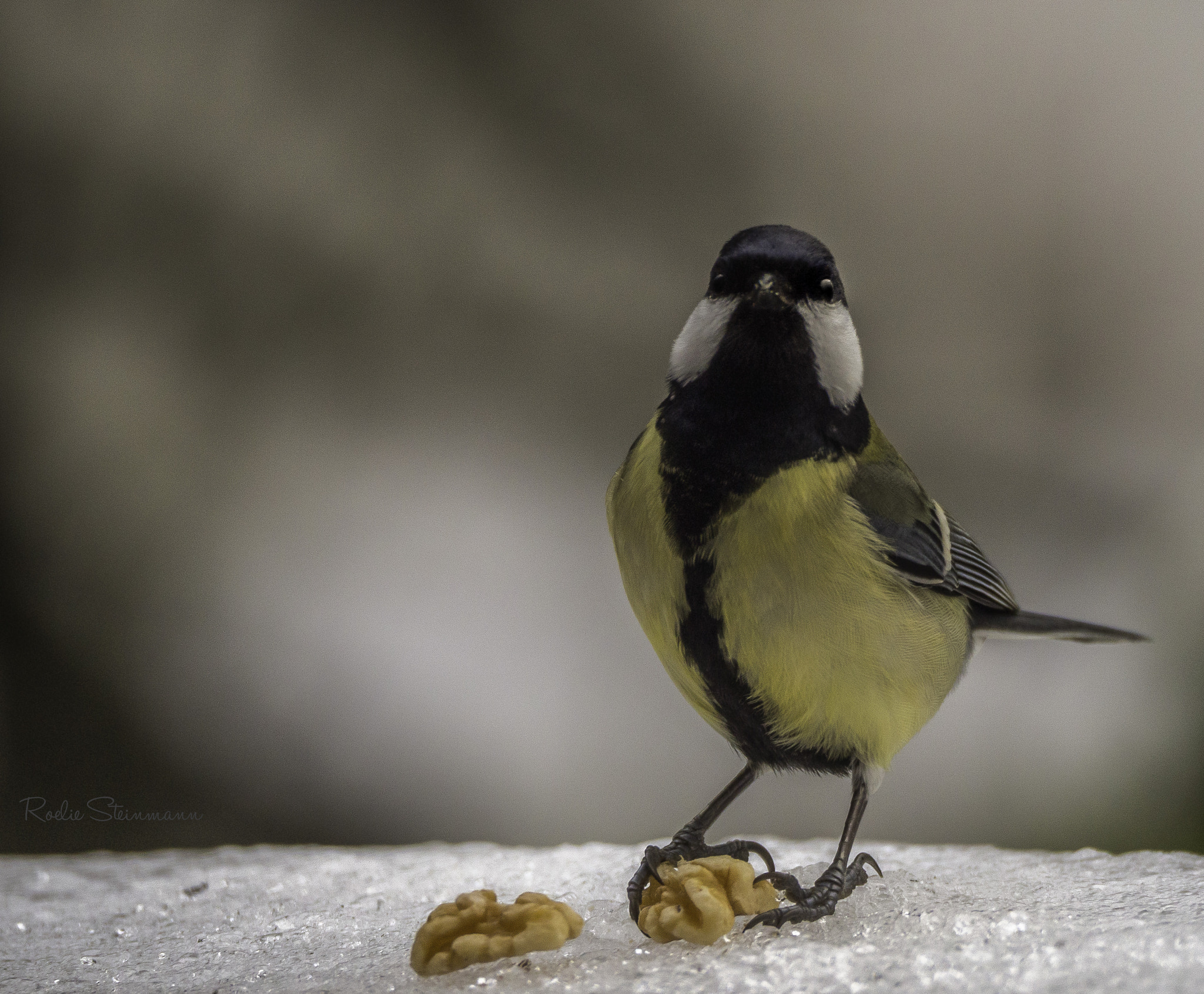 Olympus OM-D E-M10 sample photo. I'm nuts about nuts photography