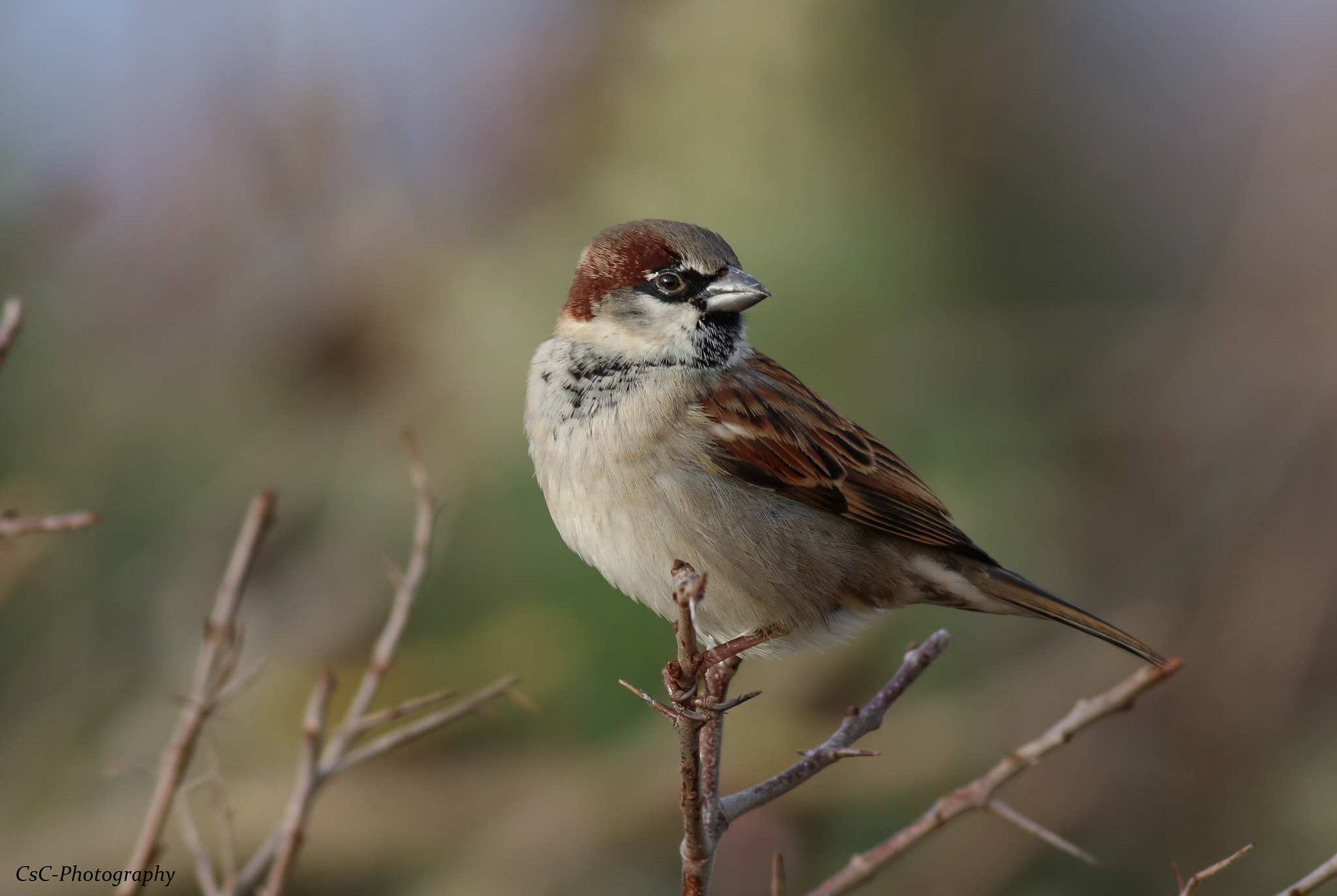 Canon EOS 760D (EOS Rebel T6s / EOS 8000D) sample photo. Male sparrow photography