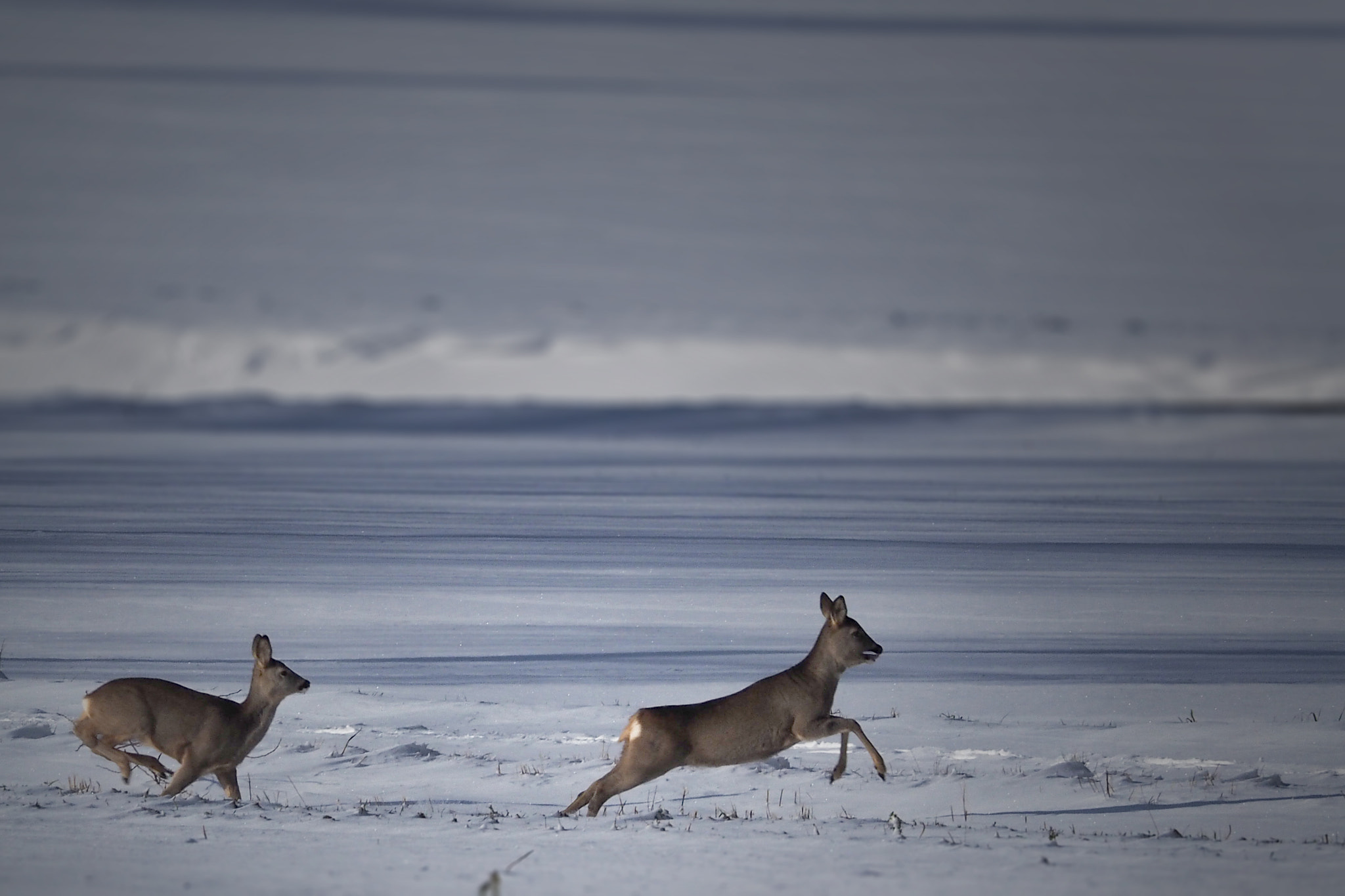 Olympus OM-D E-M1 sample photo. Wildlife photography