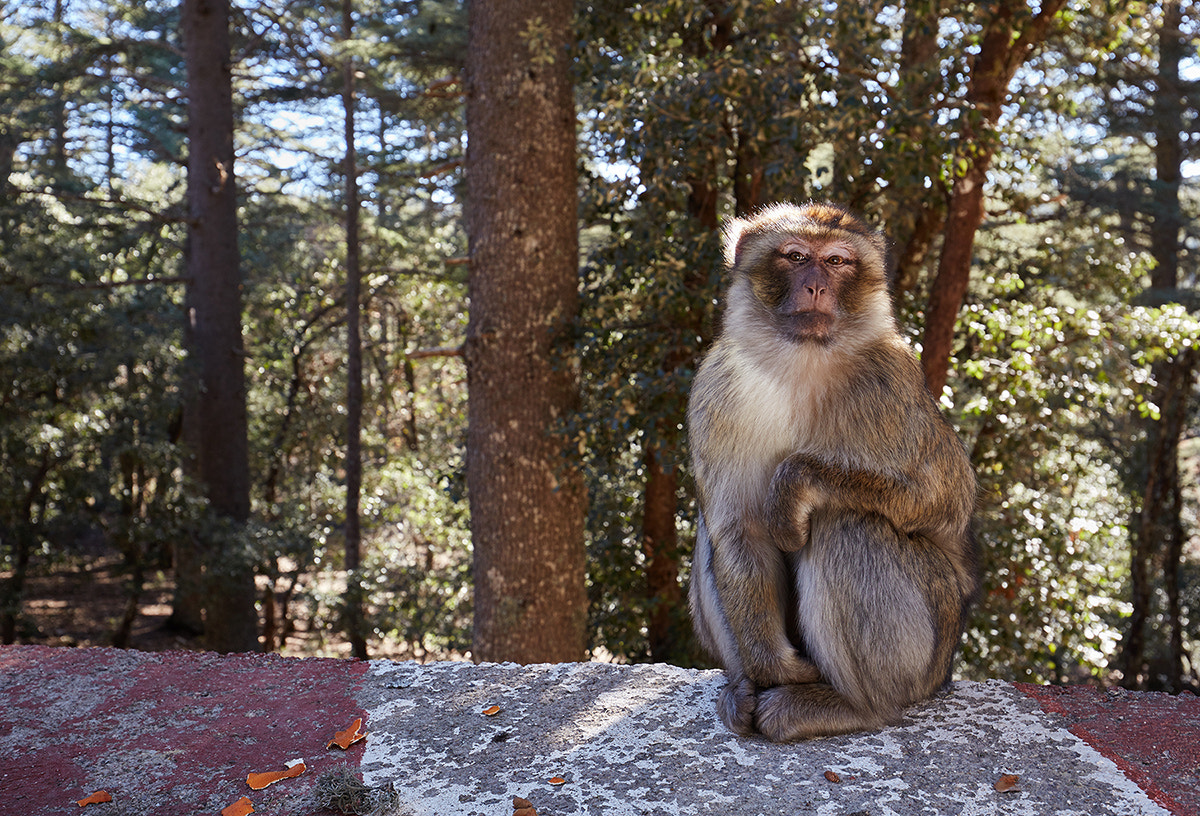 Canon EF 16-35mm F4L IS USM sample photo. '' morocco photography