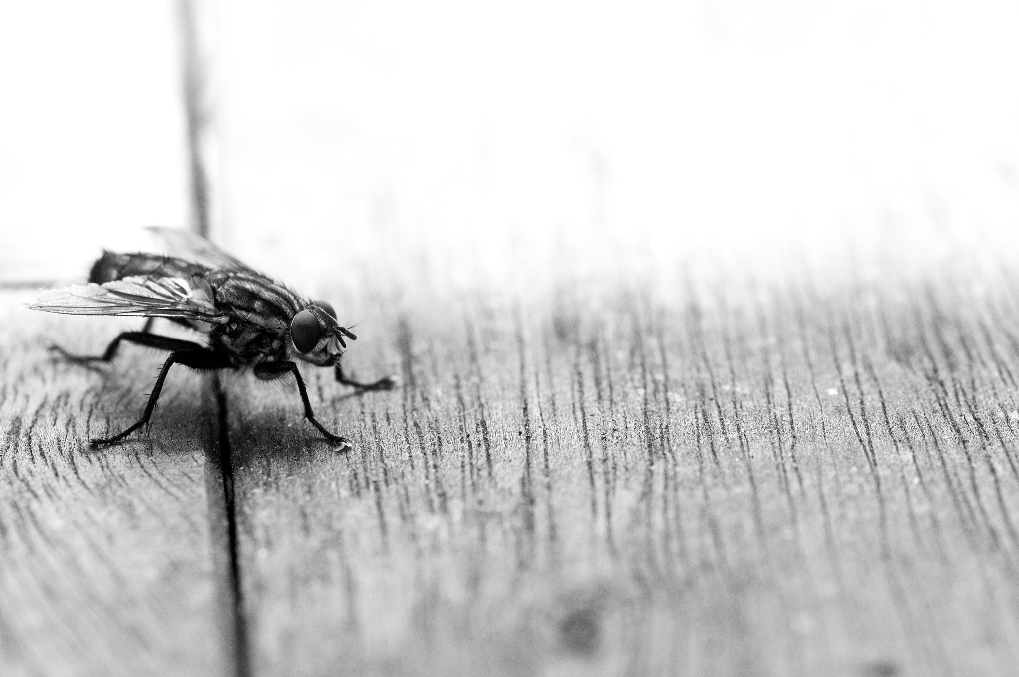 Nikon D300S sample photo. Fly photography