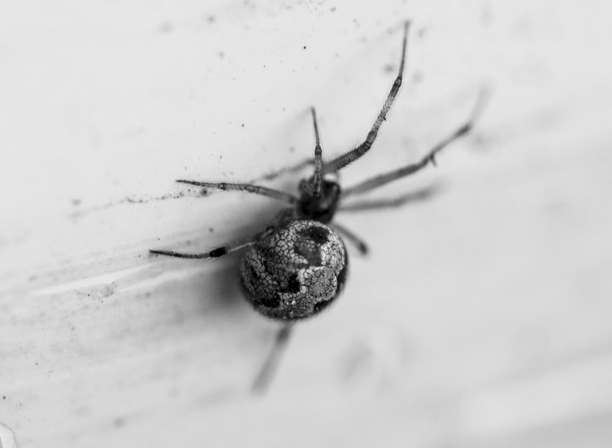 Canon EF 100mm F2.8L Macro IS USM sample photo. Spider photography