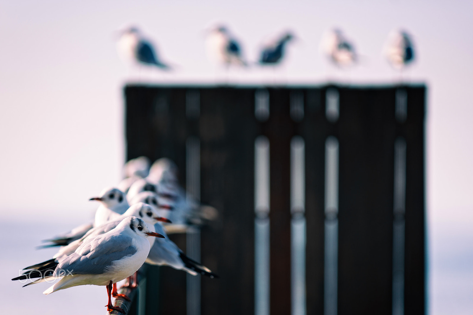 Sony a99 II sample photo. Seagulls... photography