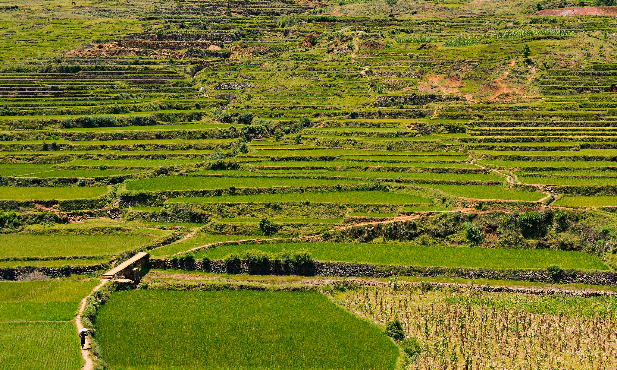 Sony a7S II + Sony Vario Tessar T* FE 24-70mm F4 ZA OSS sample photo. Lone walker rice fields, madagascar photography