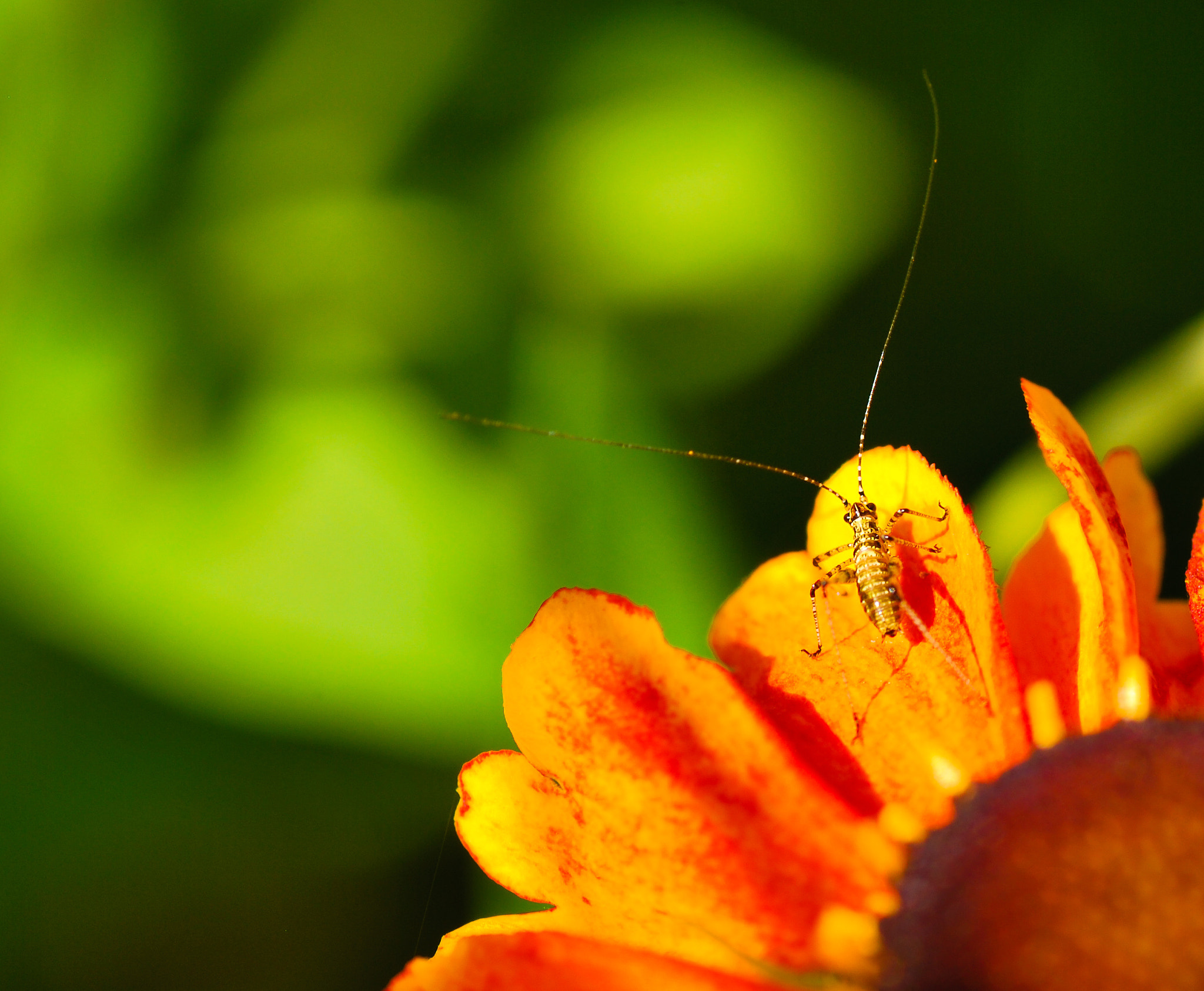 Nikon D60 sample photo. Take the sun photography