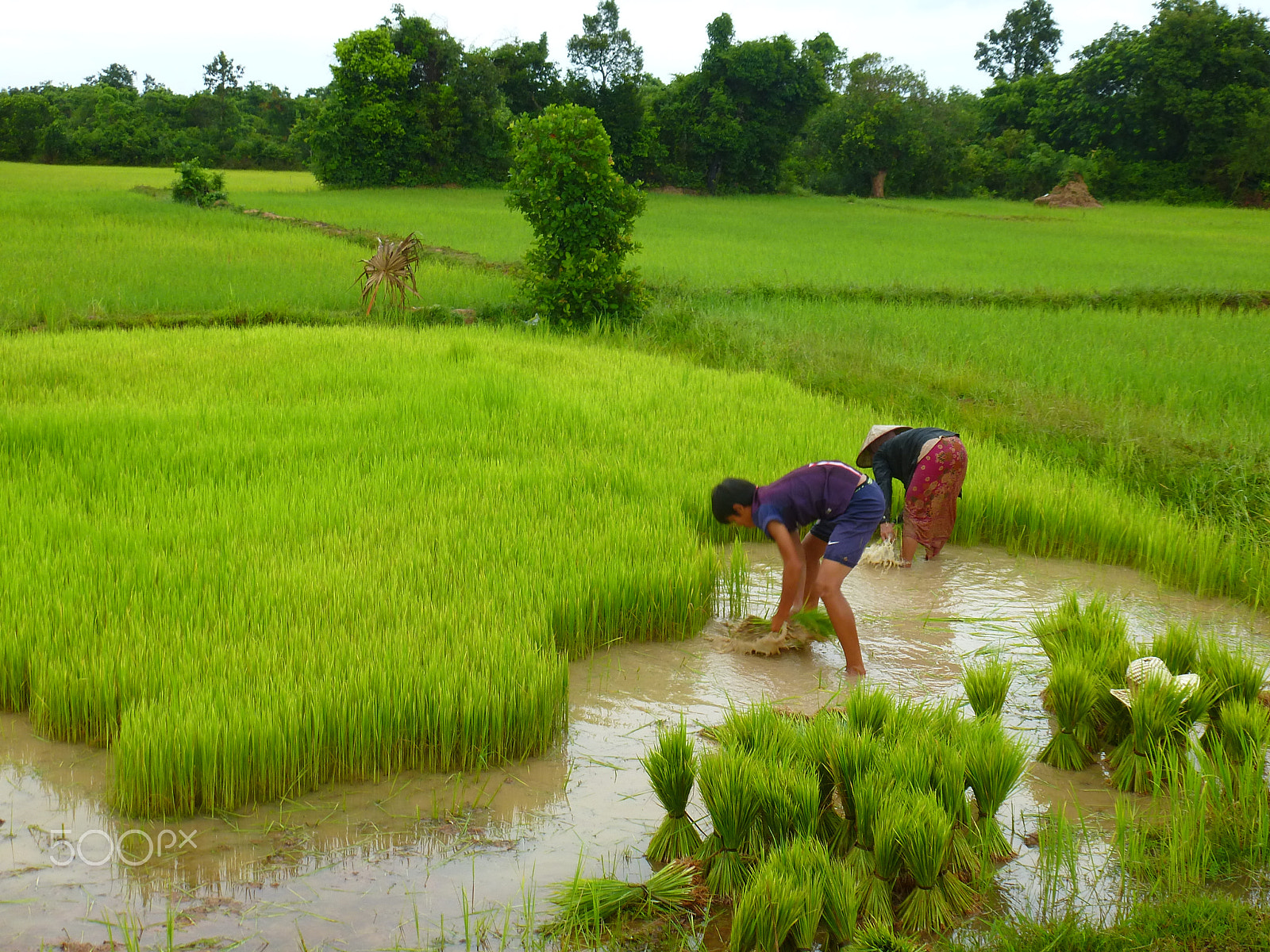 Panasonic Lumix DMC-ZS15 (Lumix DMC-TZ25) sample photo. Rice field at kambodia photography