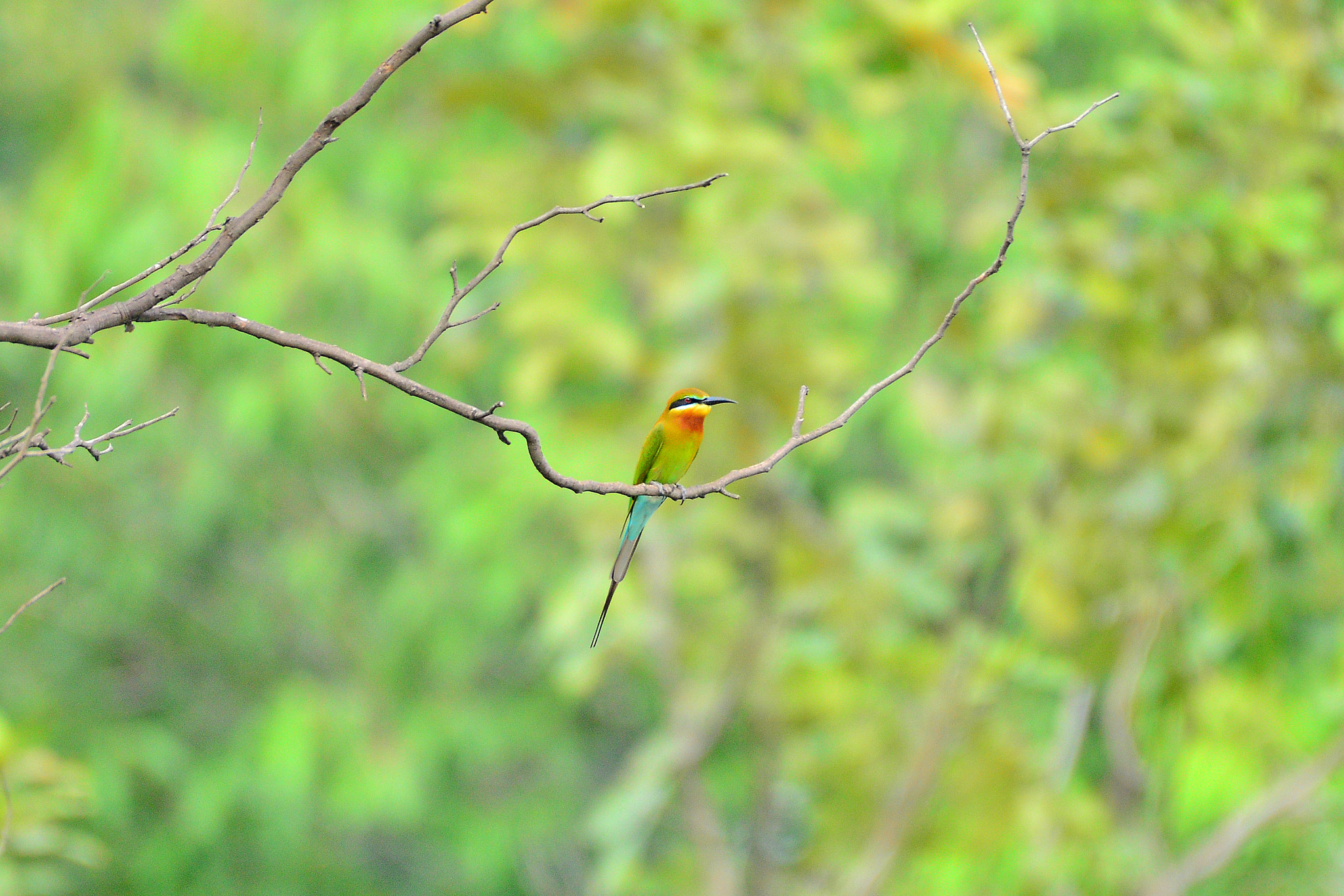 Nikon AF-S Nikkor 200-500mm F5.6E ED VR sample photo. Color of bird photography