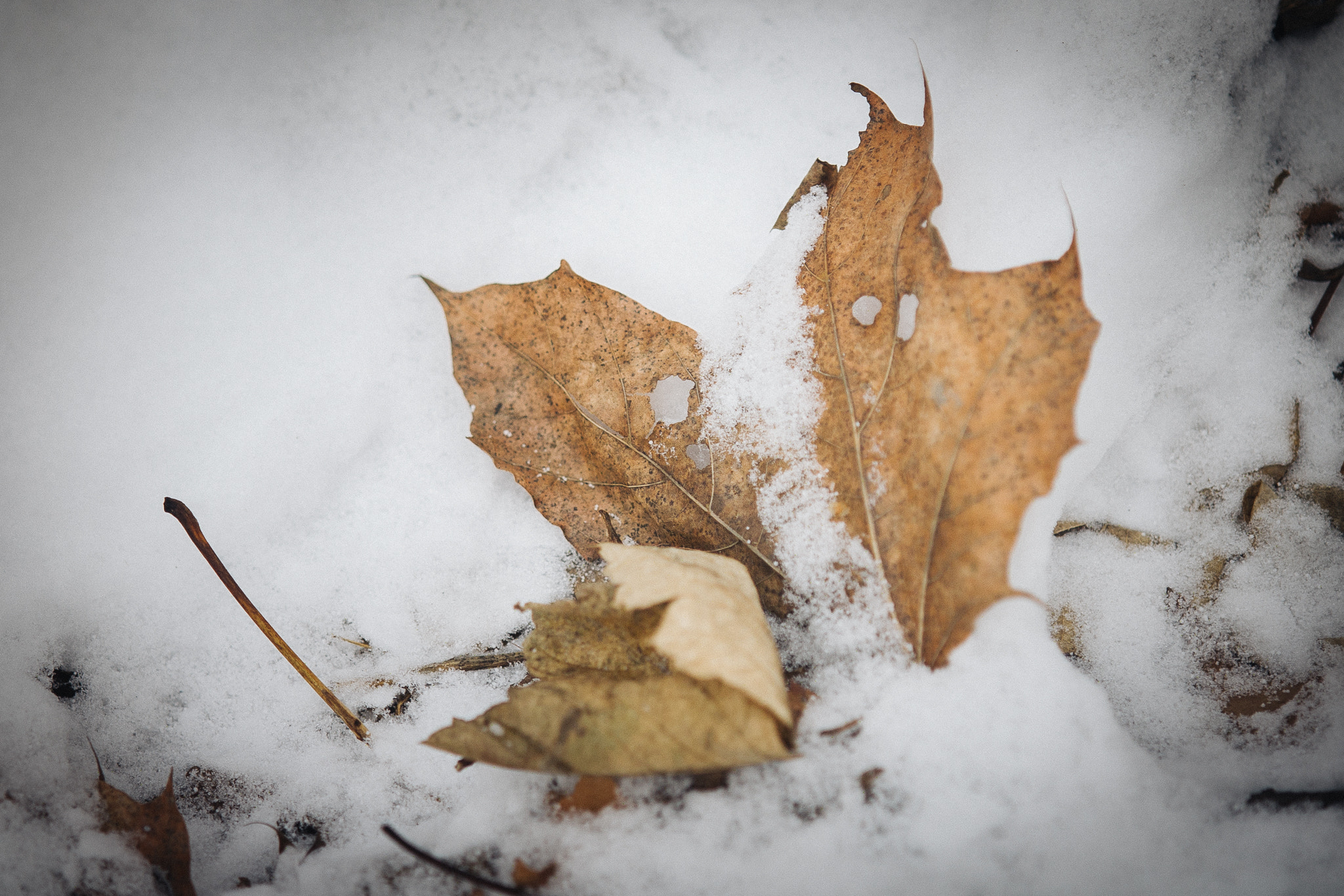 Panasonic Lumix DMC-L1 sample photo. Blatt im schnee photography