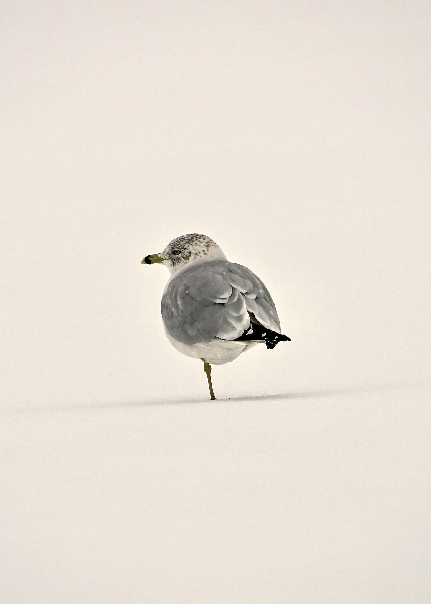 Sony Cyber-shot DSC-RX10 III sample photo. Seagull at snowing photography