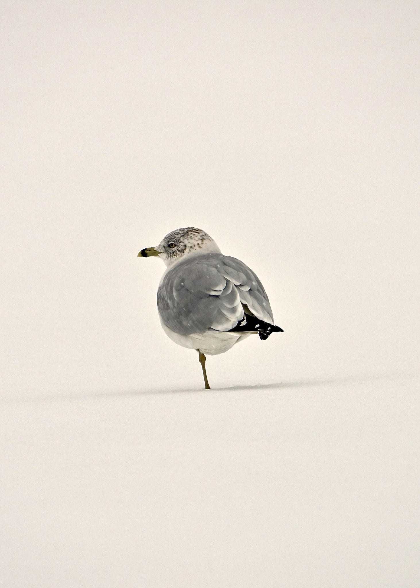Sony 24-600mm F2.4-4.0 sample photo. Seagull at snowing photography