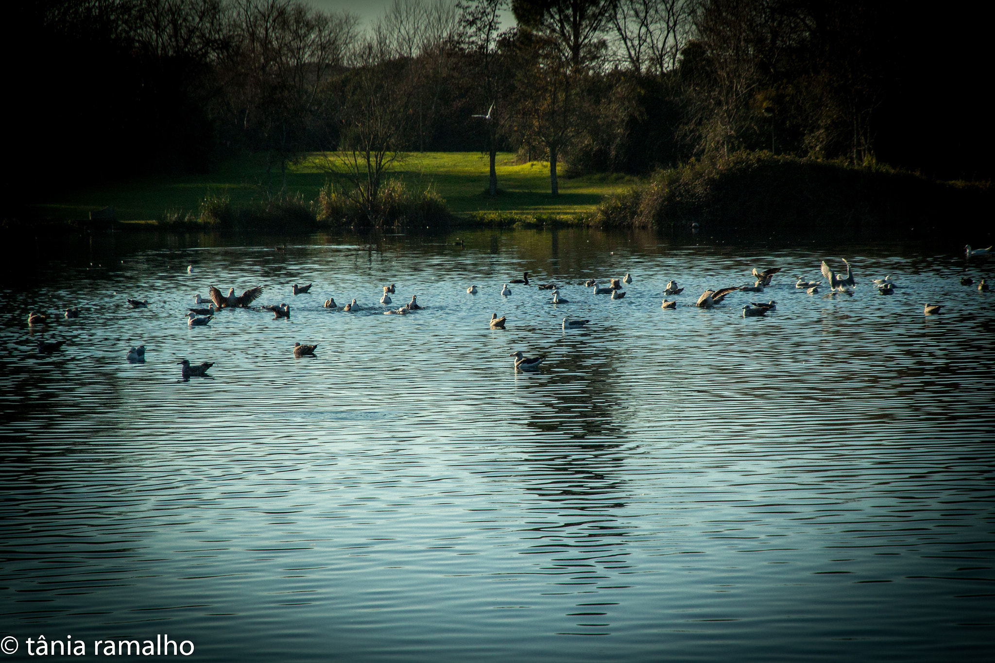 Canon EOS 500D (EOS Rebel T1i / EOS Kiss X3) sample photo. Lago photography
