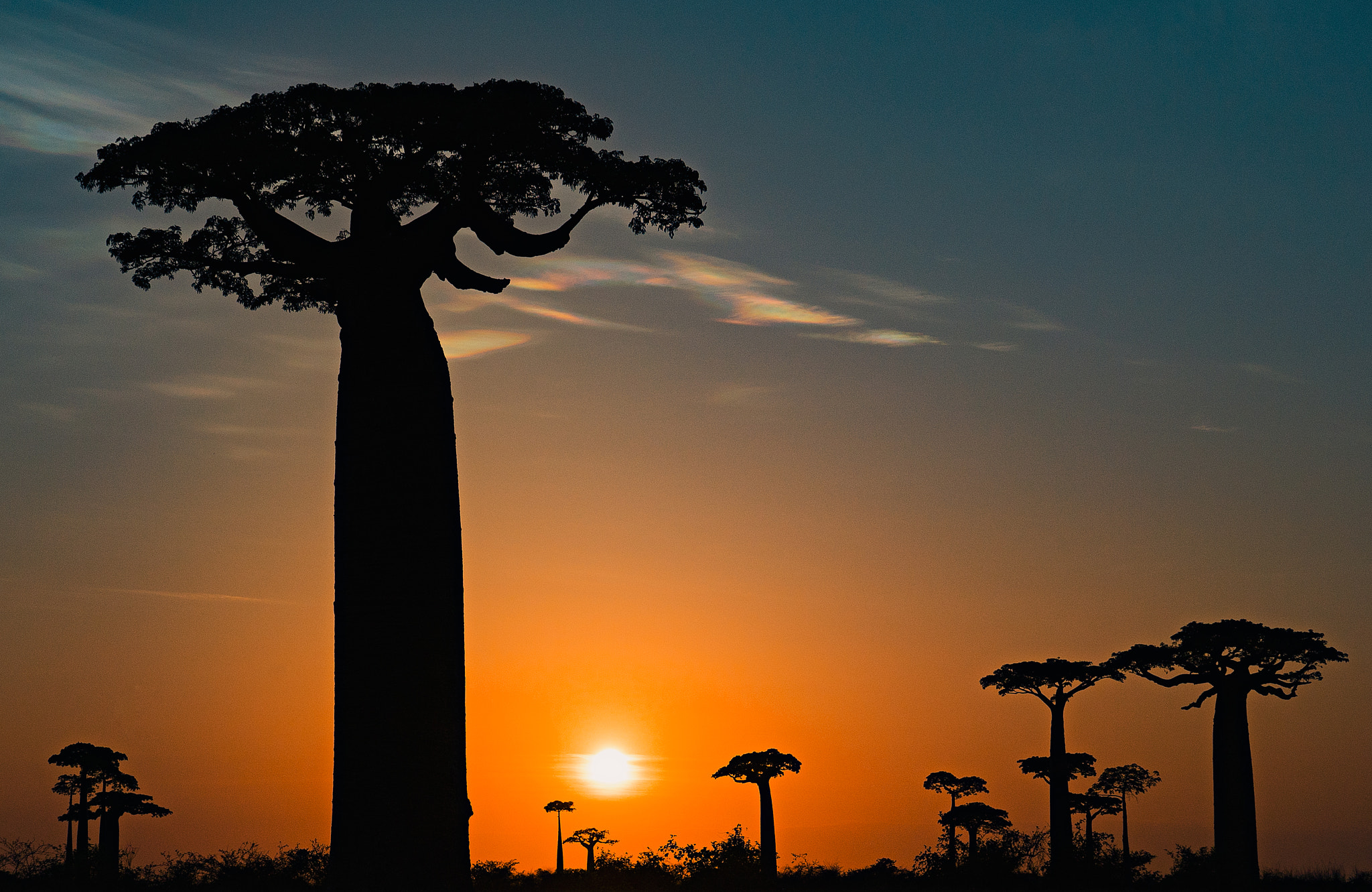 Sony a7S II + Sony Vario Tessar T* FE 24-70mm F4 ZA OSS sample photo. Baobabs at sunrise photography