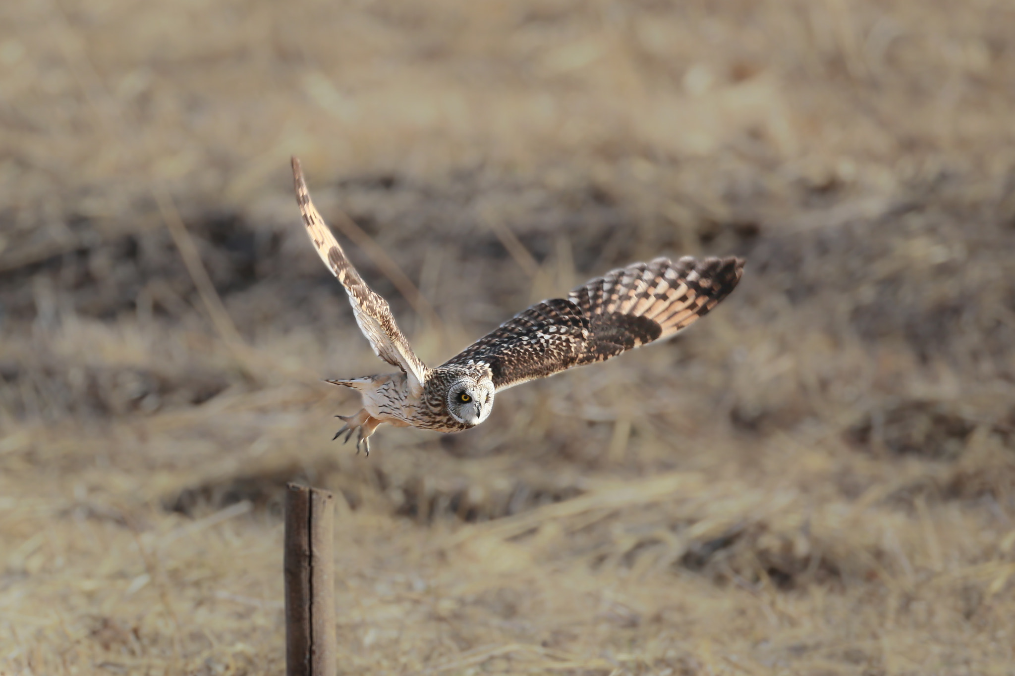 Canon EF 800mm F5.6L IS USM sample photo. コミミズク発進 photography