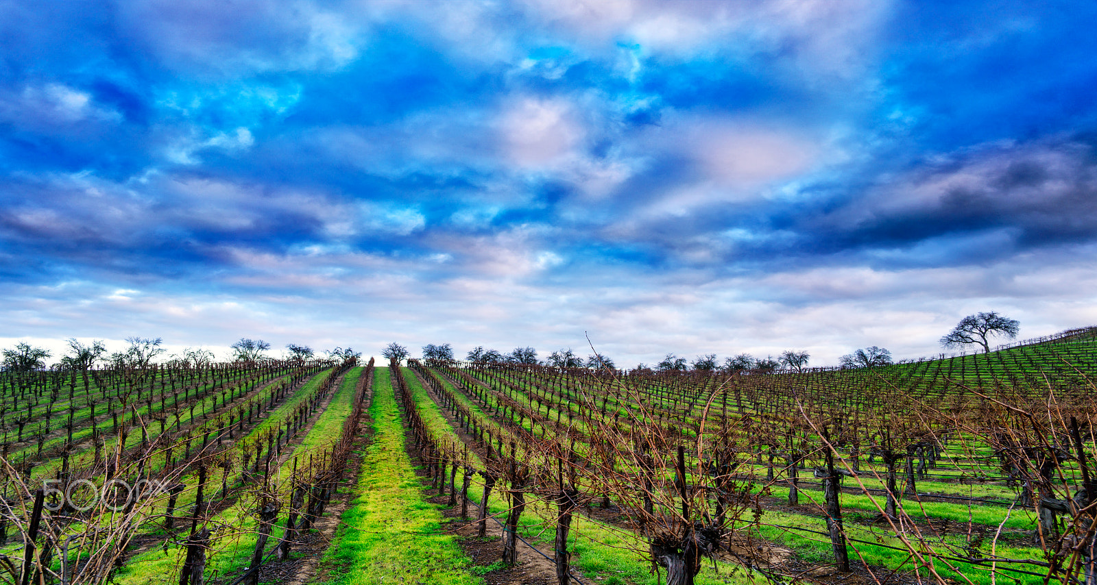 Sony a7R II sample photo. Winter vineyards 3 photography