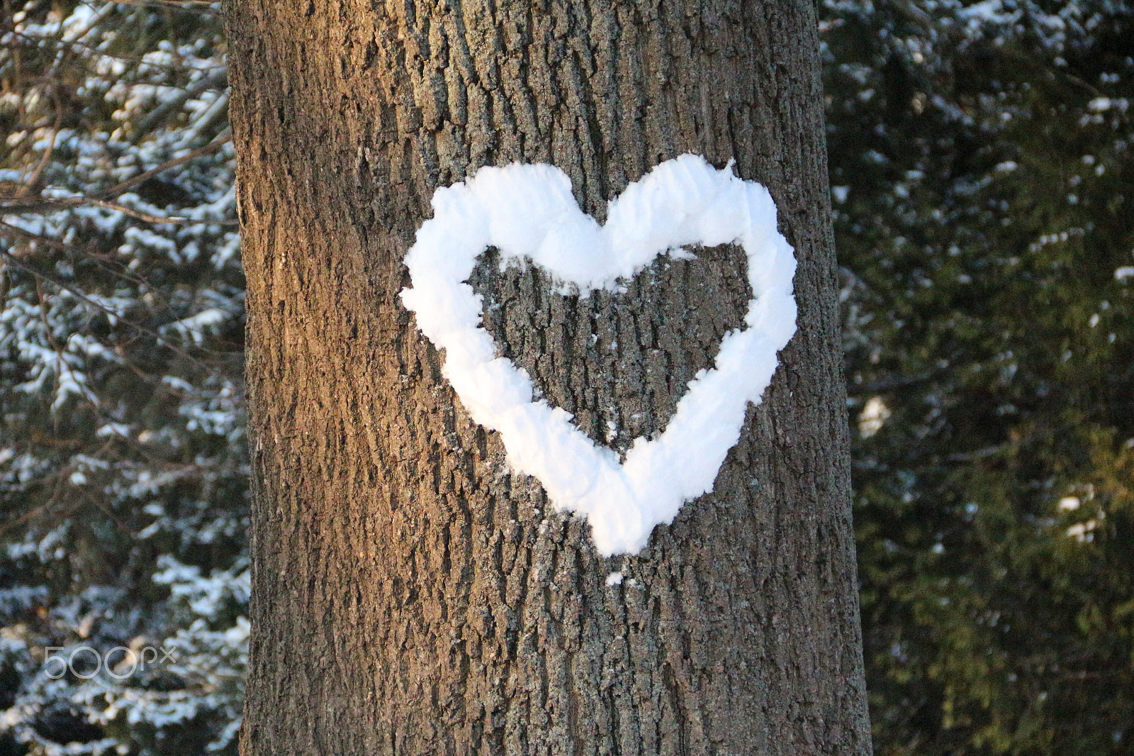 Canon EF-S 18-135mm F3.5-5.6 IS sample photo. Love in winter photography