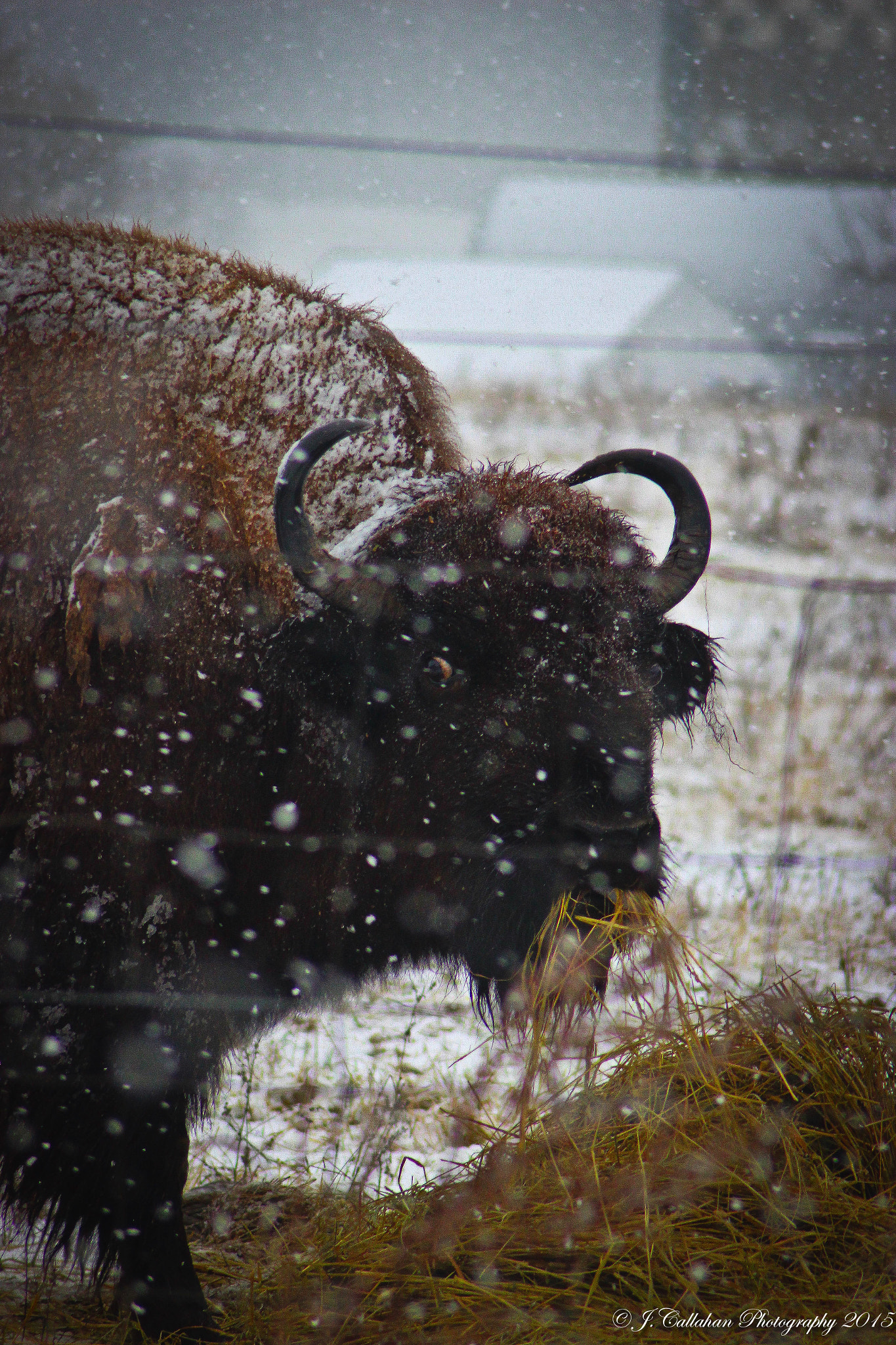 Canon EF 80-200mm F4.5-5.6 II sample photo. Tatonka(buffalo) photography