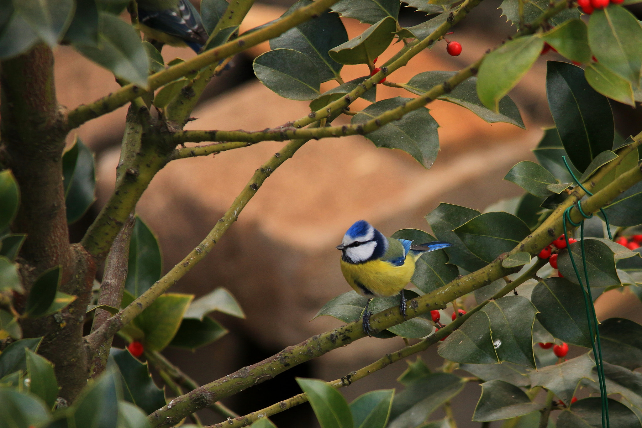 Canon 150-500mm sample photo. Piccola penna blu! photography