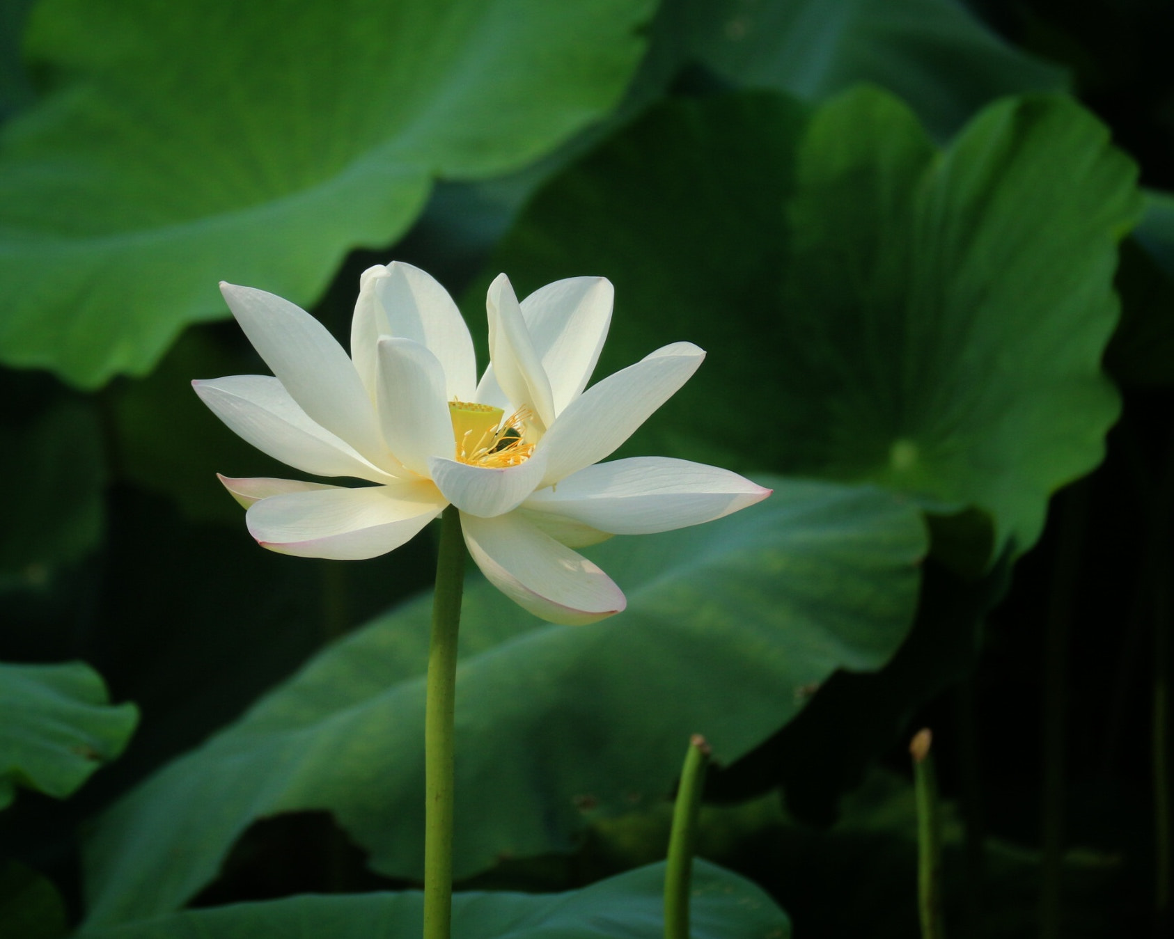 Canon EF-M 55-200mm F4.5-6.3 IS STM sample photo. Img photography
