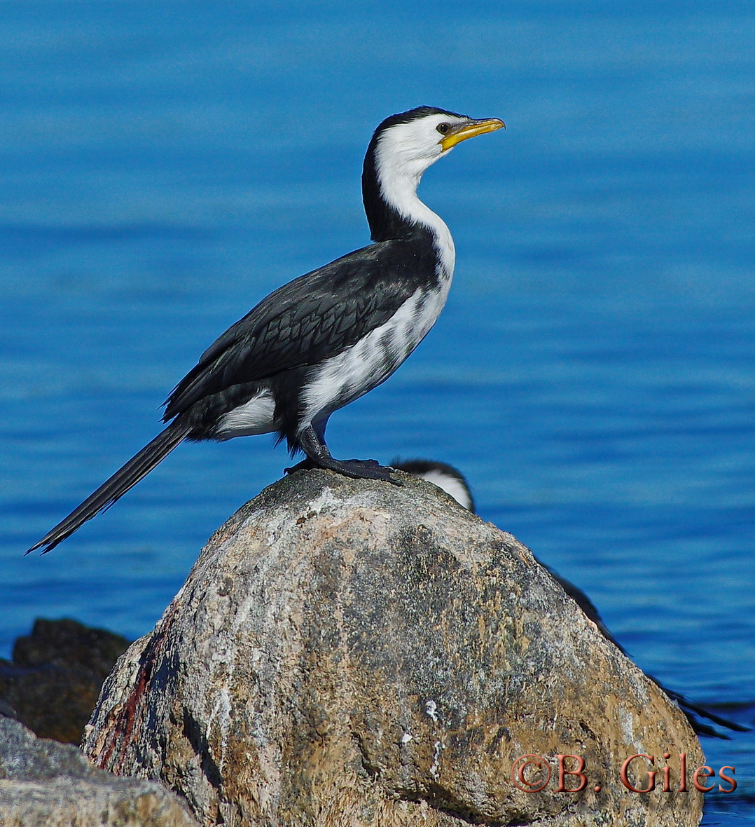 Pentax smc DA* 60-250mm F4.0 ED (IF) SDM sample photo. Little shag on a rock photography