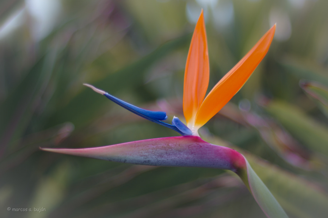Pentax K-3 + Pentax smc FA 50mm F1.4 sample photo. Strelitzia reginae photography
