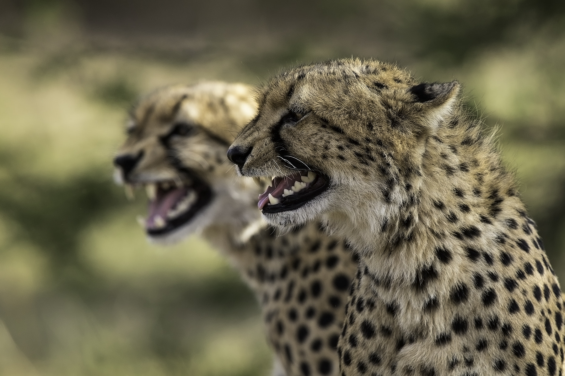 Canon EOS-1D X sample photo. Grinning cheetahs photography