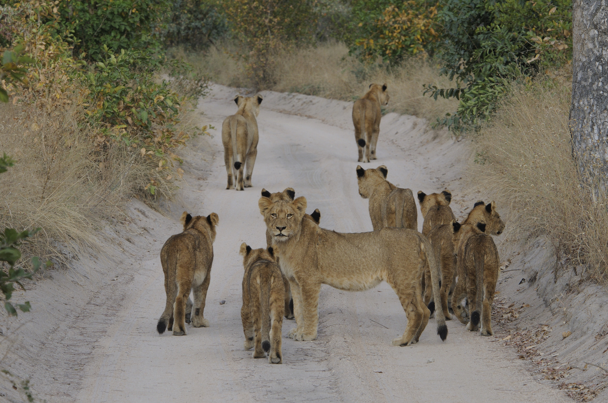 Nikon D300 sample photo. Lion family photography