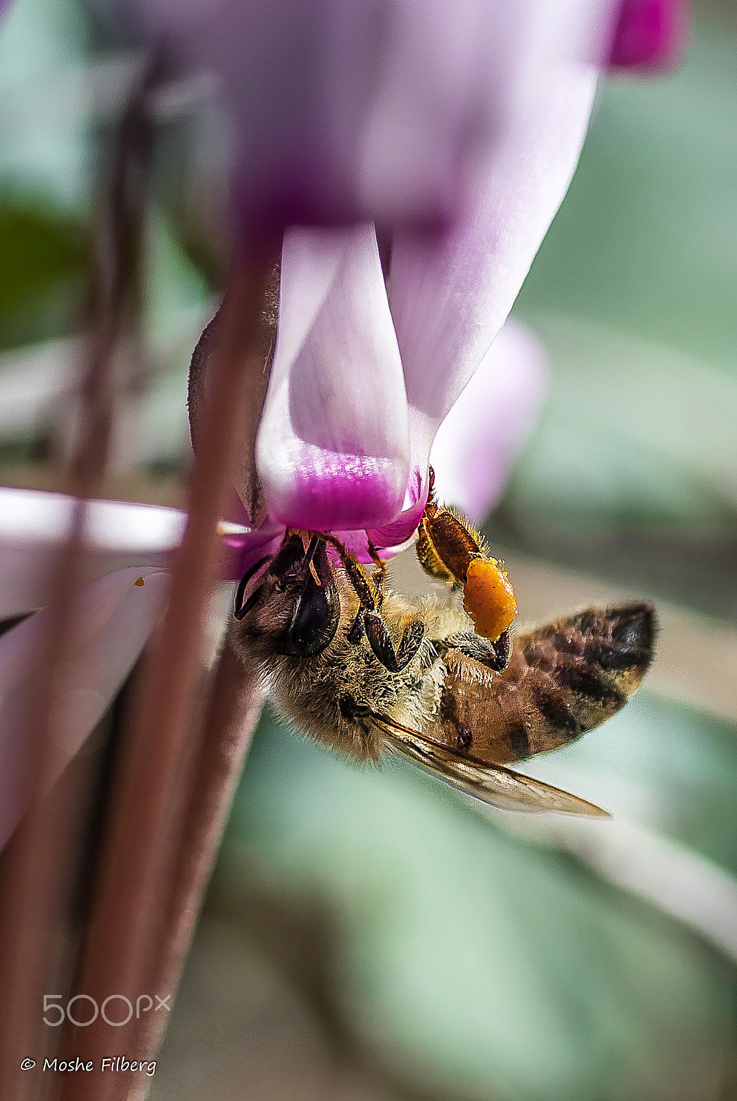 Nikon D810 sample photo. Making honey photography