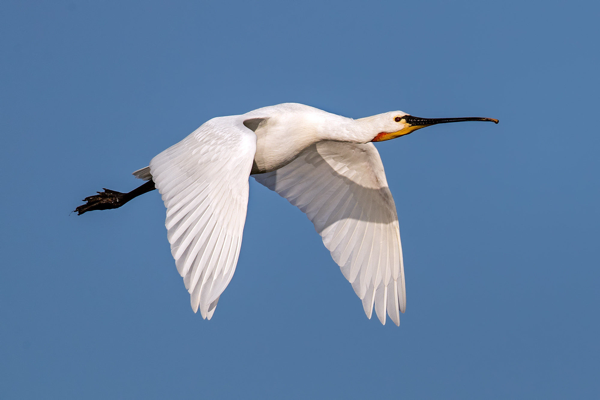 Canon EOS-1D X Mark II + Canon EF 500mm F4L IS II USM sample photo. Spoonbill in flight photography
