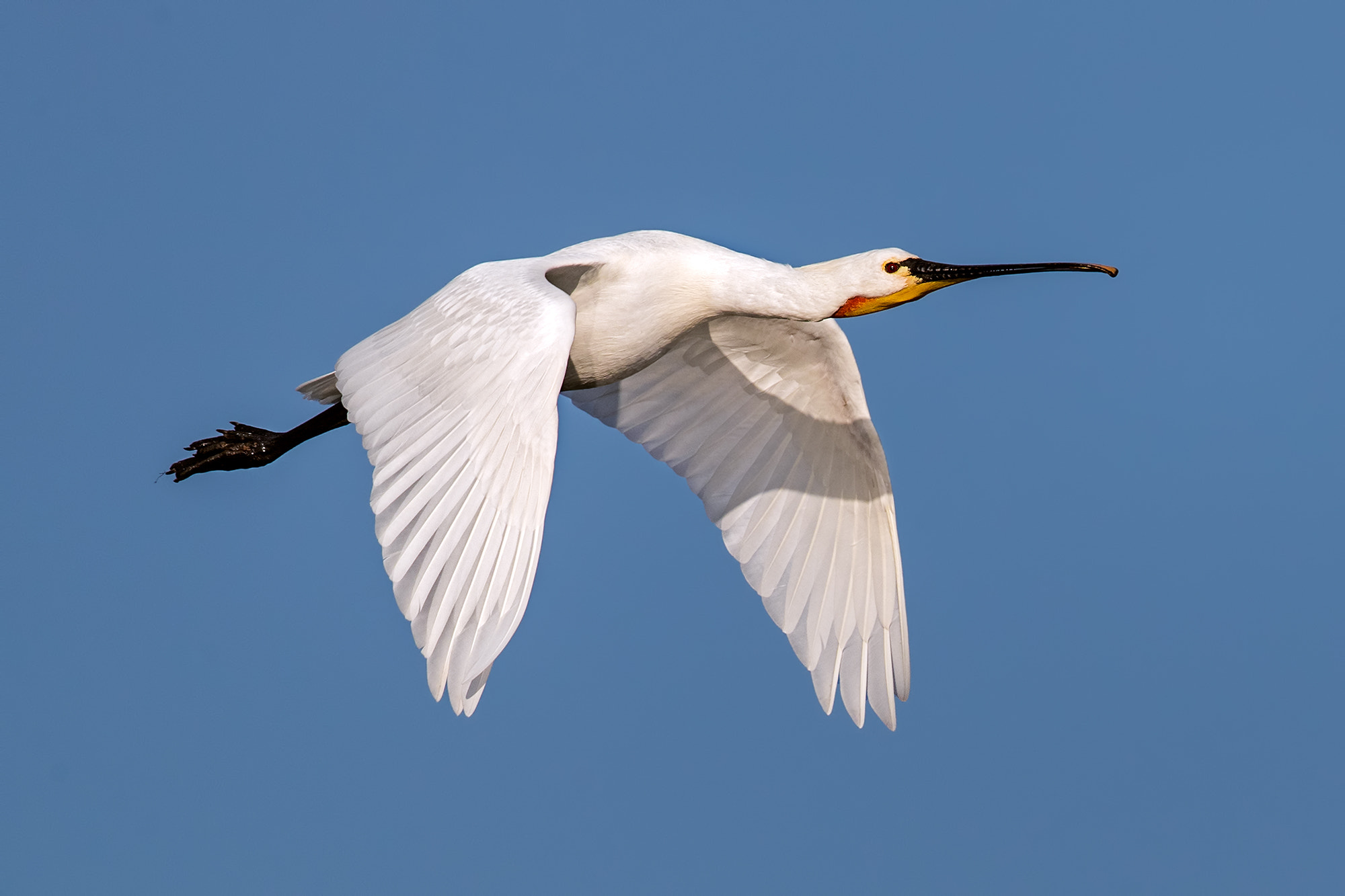 Canon EF 500mm F4L IS II USM sample photo. Spoonbill in flight photography