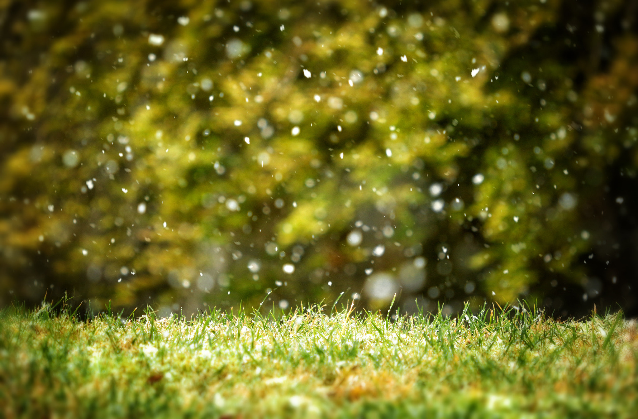 Canon EF 180mm F3.5L Macro USM sample photo. Let it snow... photography