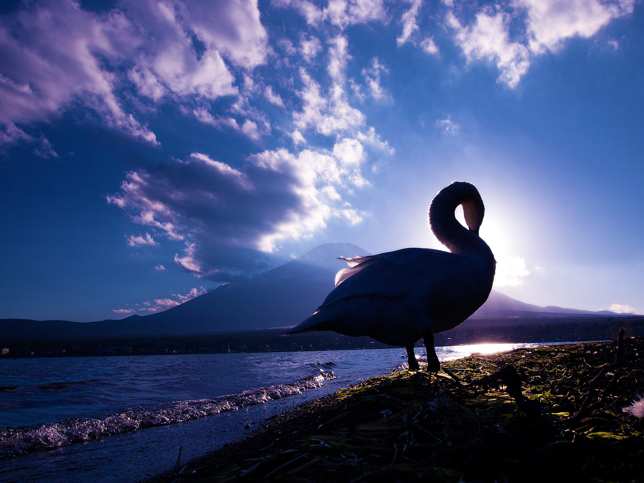 Canon EF 16-35mm F2.8L II USM sample photo. Swan photography