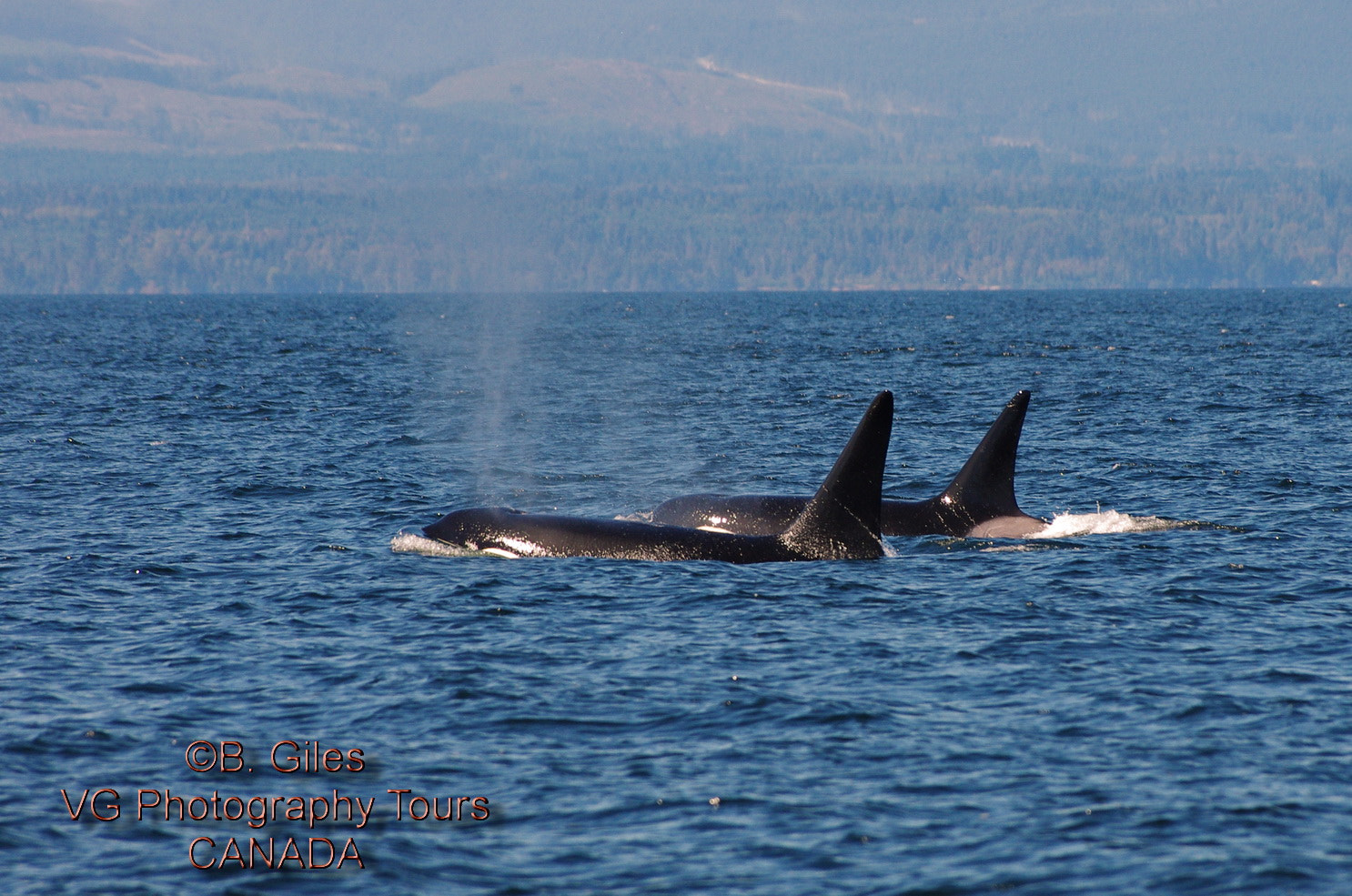 Pentax K-5 IIs + Pentax smc DA* 60-250mm F4.0 ED (IF) SDM sample photo. Orca pair photography