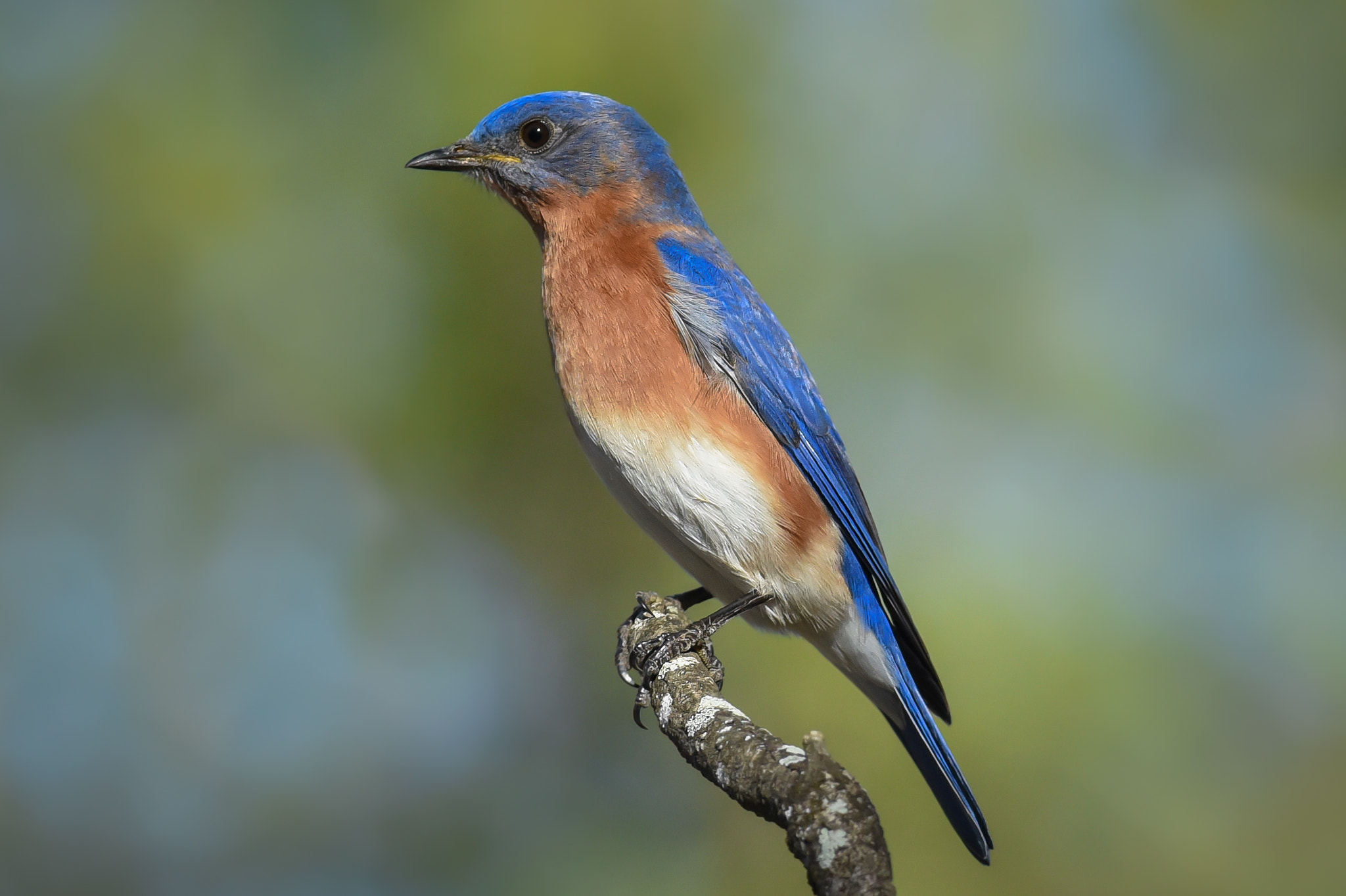 Nikon AF-S Nikkor 300mm F2.8G ED-IF VR sample photo. Eastern bluebird photography
