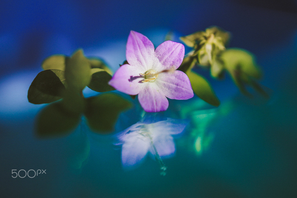 Sigma 24mm F1.4 DG HSM Art sample photo. Puple flower photography