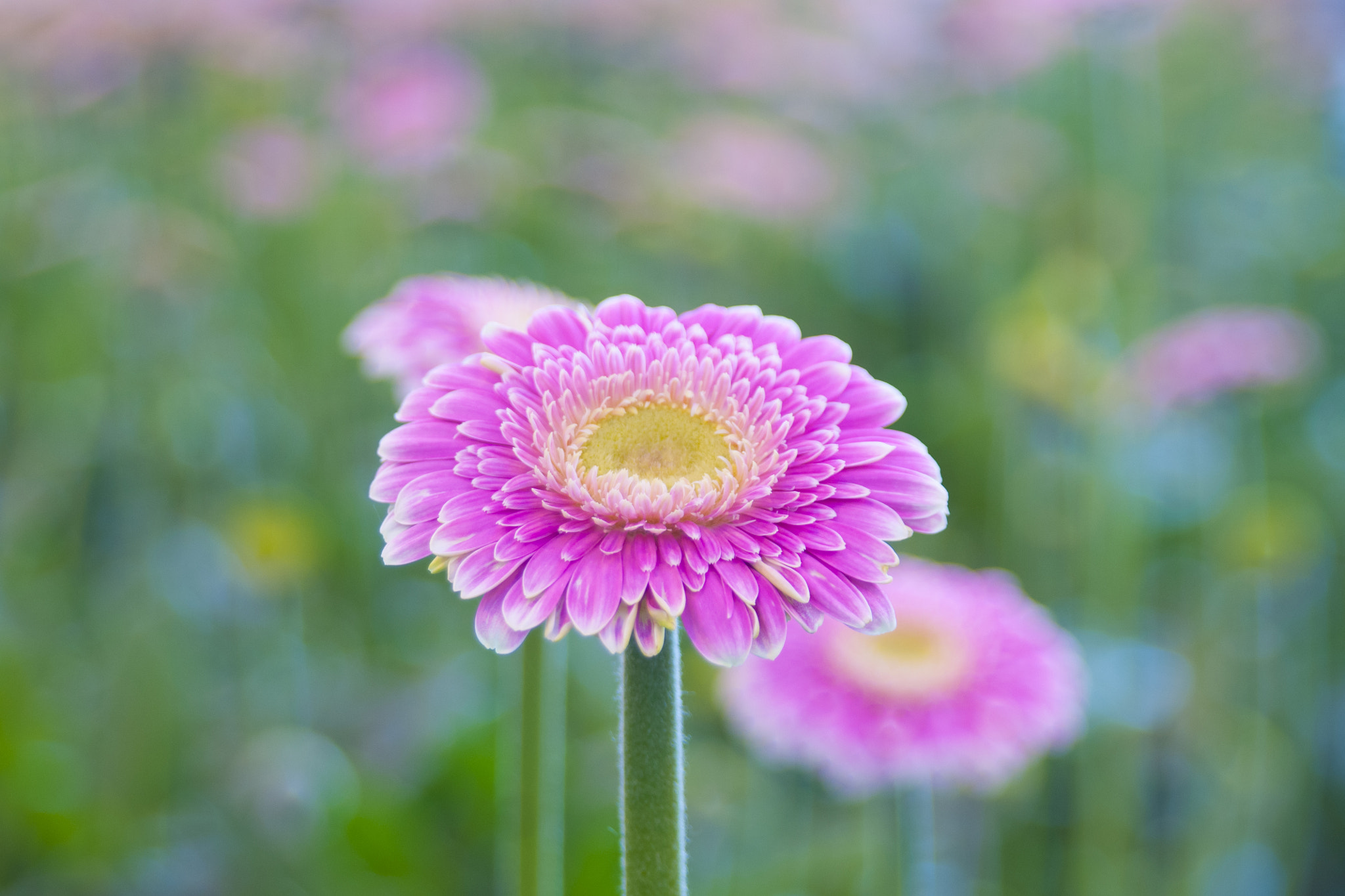 Minolta AF 24-85mm F3.5-4.5 [New] sample photo. Pink gerbera photography