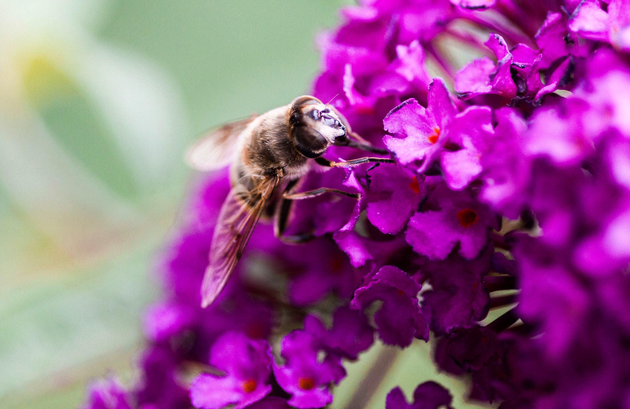 Canon EOS 500D (EOS Rebel T1i / EOS Kiss X3) sample photo. Flower and bee photography