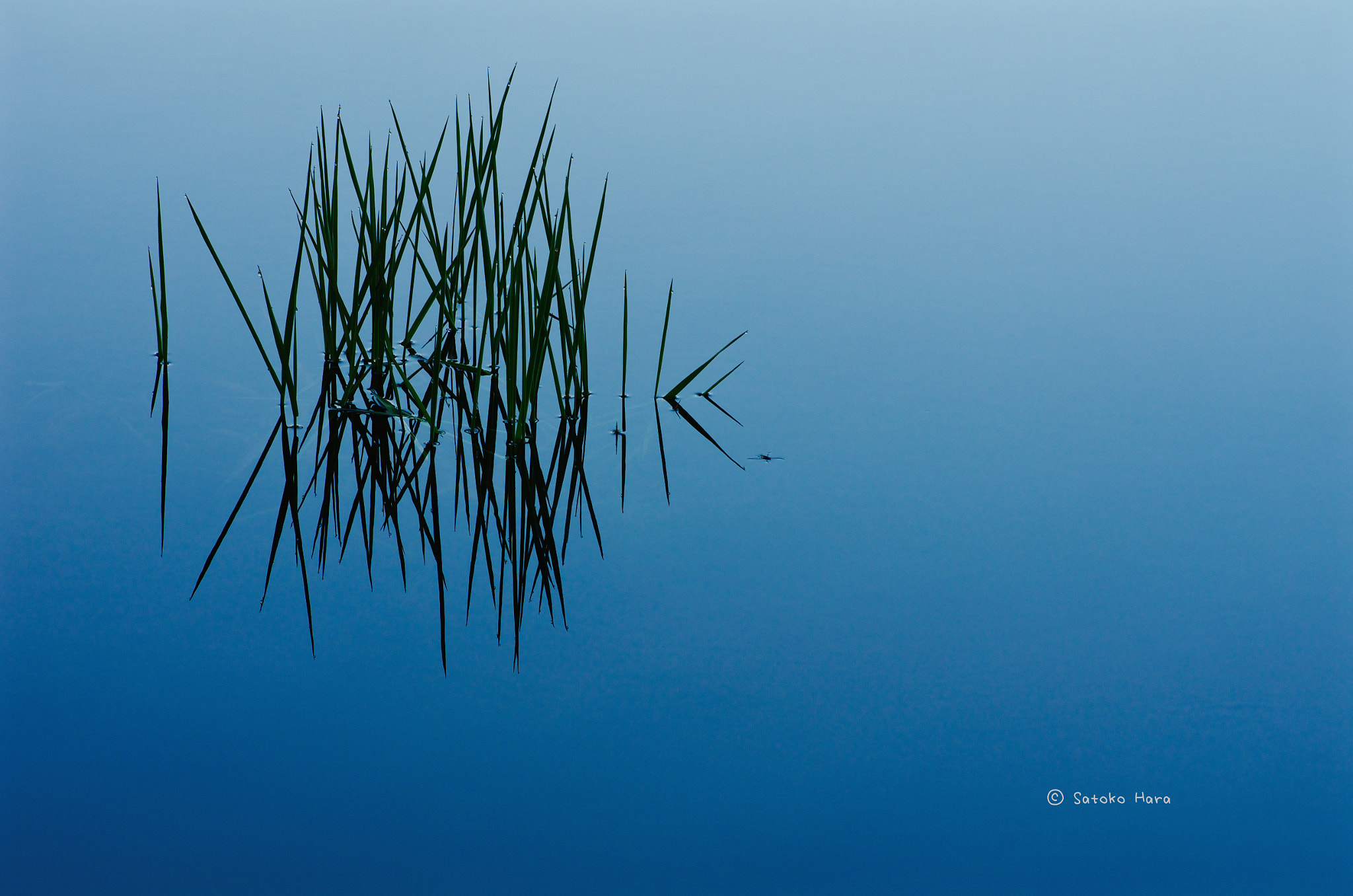 Pentax smc D-FA 100mm F2.8 Macro WR sample photo. Broaden my world photography