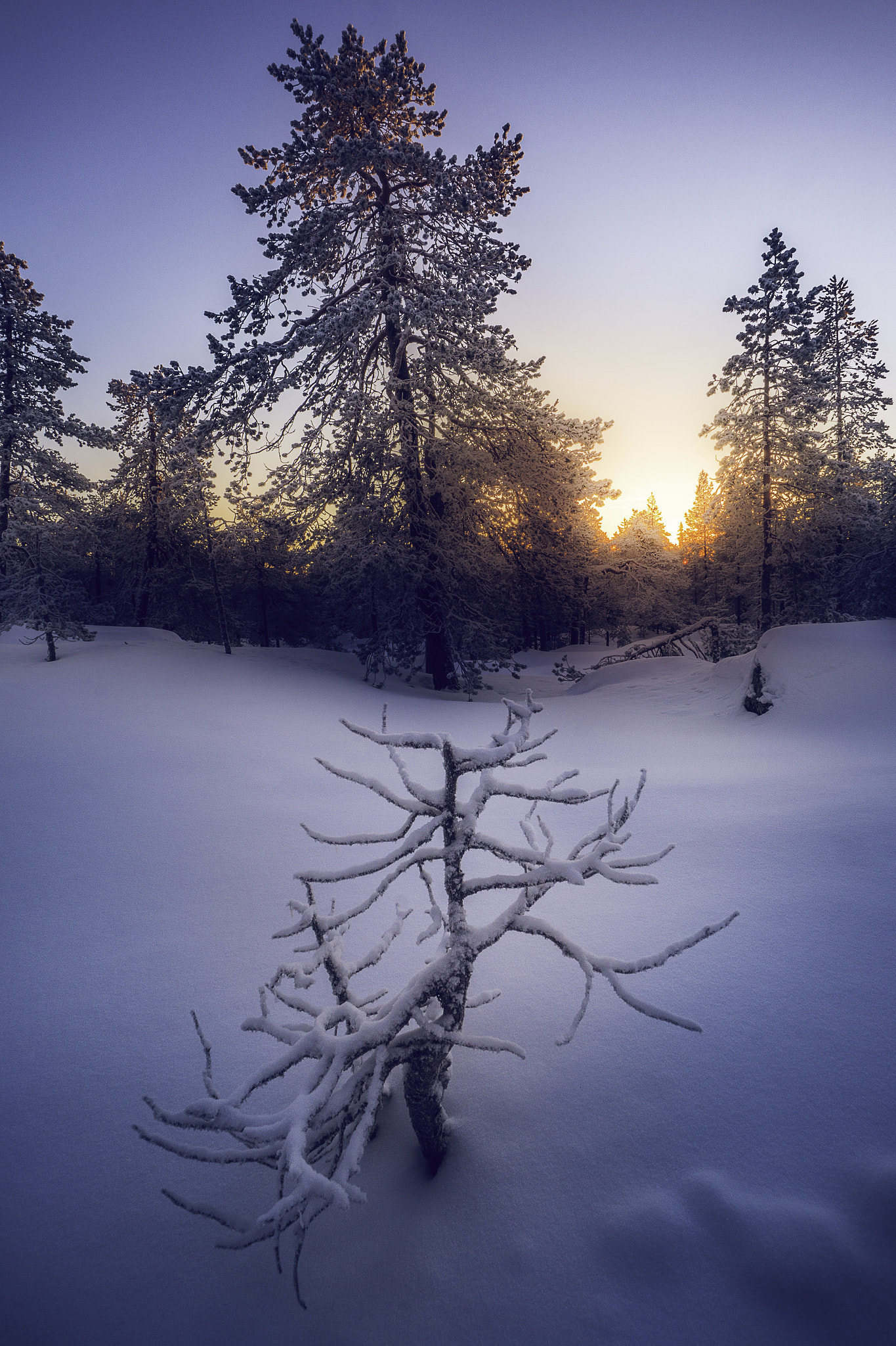 Sony a6300 + Sony E 10-18mm F4 OSS sample photo. Rovaniemi winter day photography