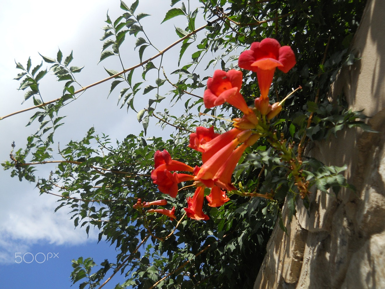 Nikon Coolpix L22 sample photo. цветы, Крым photography