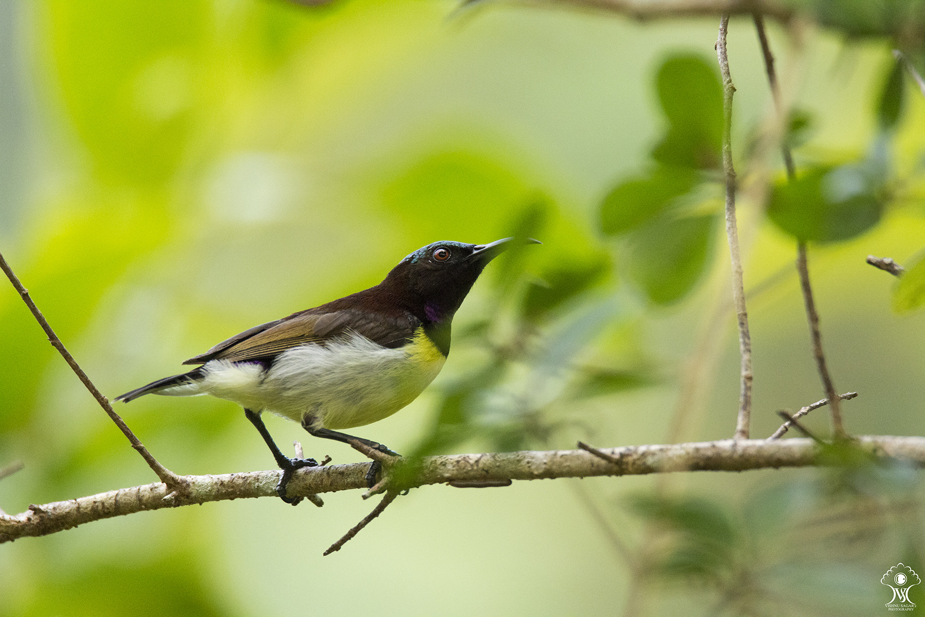 Tamron SP 150-600mm F5-6.3 Di VC USD sample photo. Tiny  photography