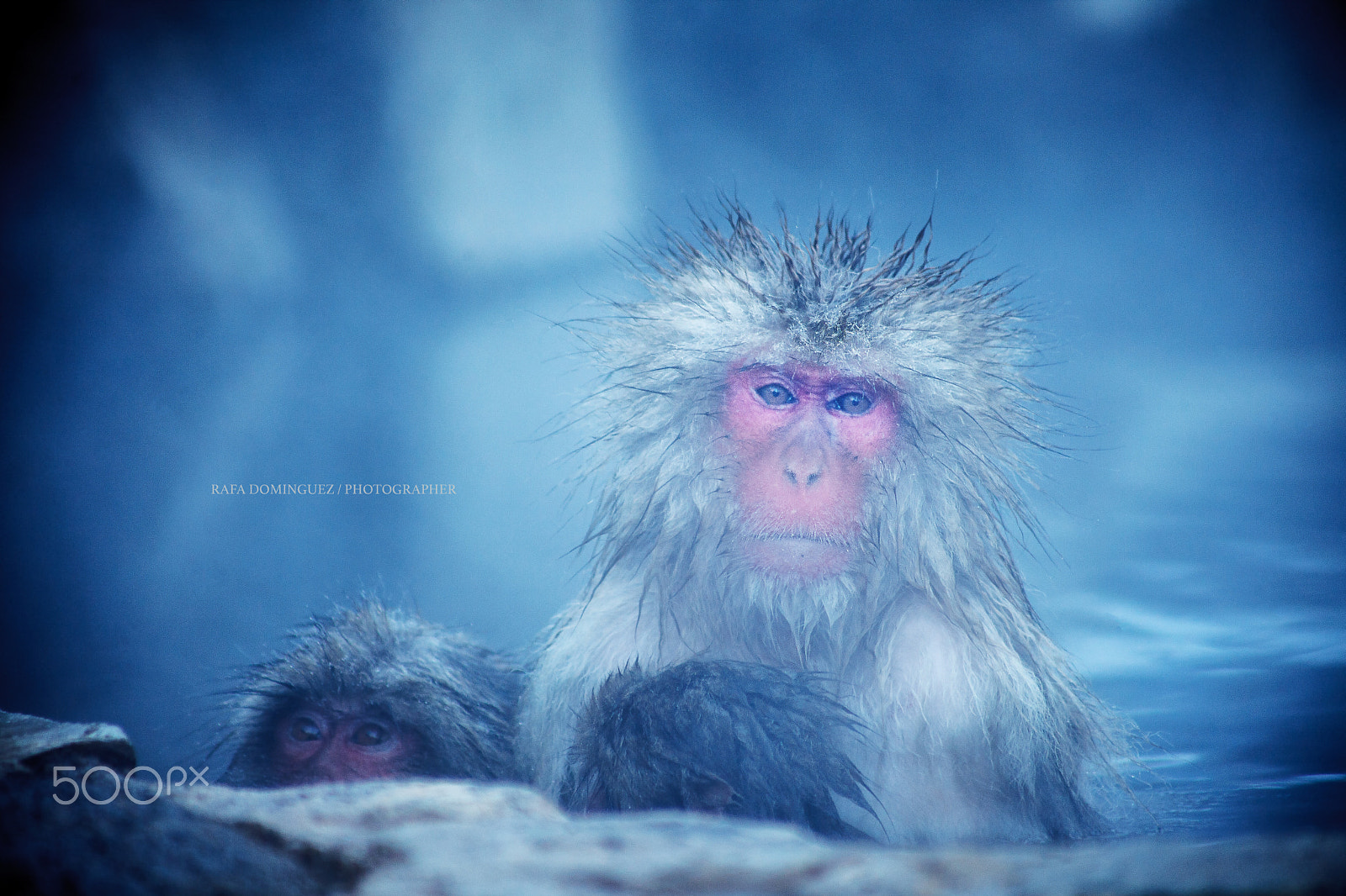 EF75-300mm f/4-5.6 sample photo. Eyes that trap photography