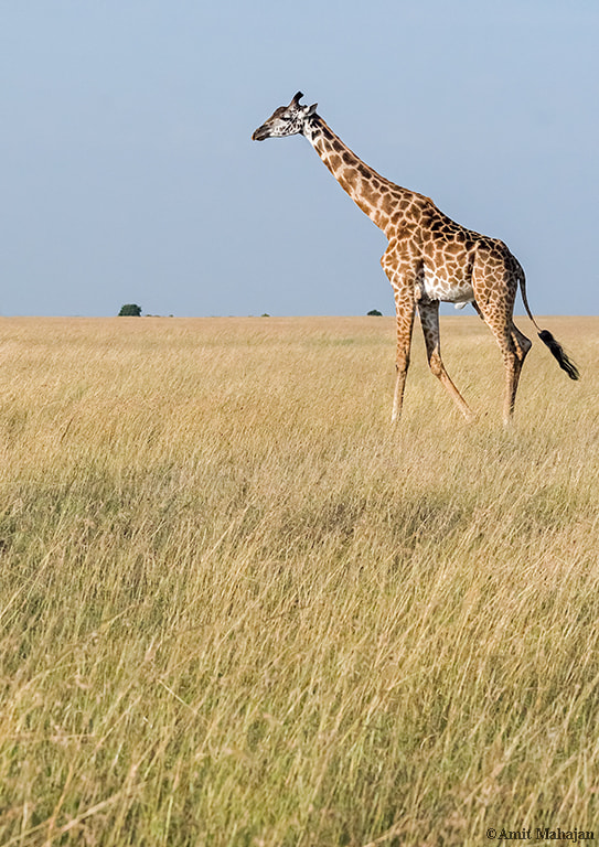Sony 70-400mm F4-5.6 G SSM II sample photo. Twiga aka giraffe photography