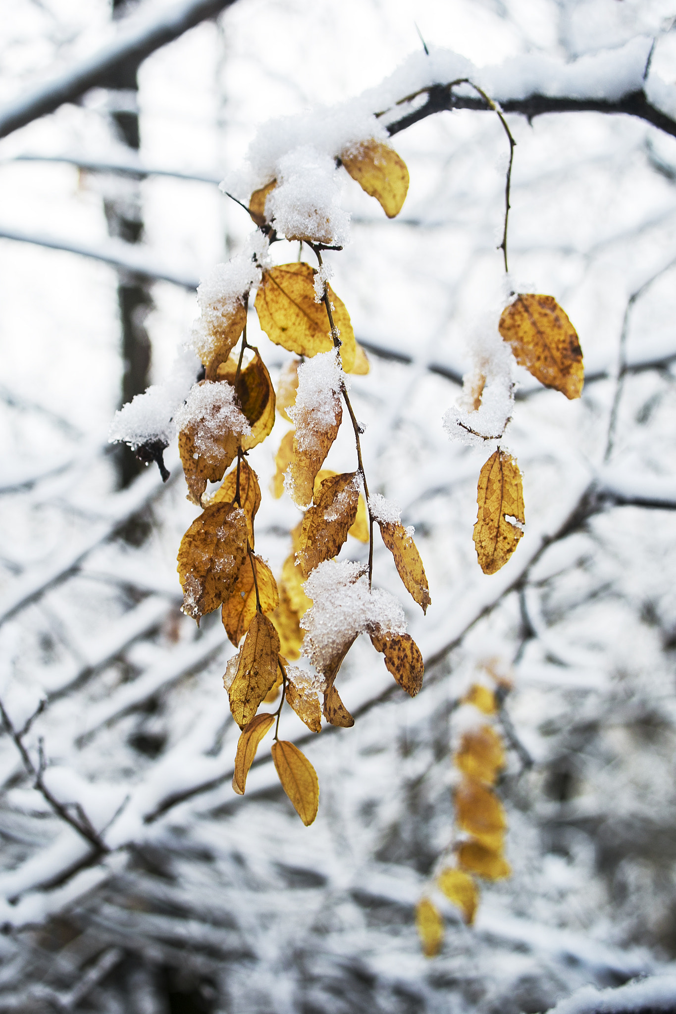 Canon EF 28-80mm f/3.5-5.6 sample photo