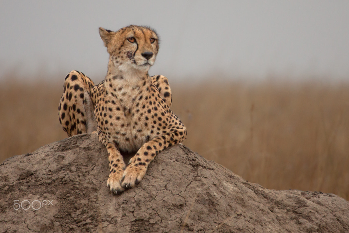 Canon EOS 50D + Canon EF 100-400mm F4.5-5.6L IS USM sample photo. Cheetah 1 photography