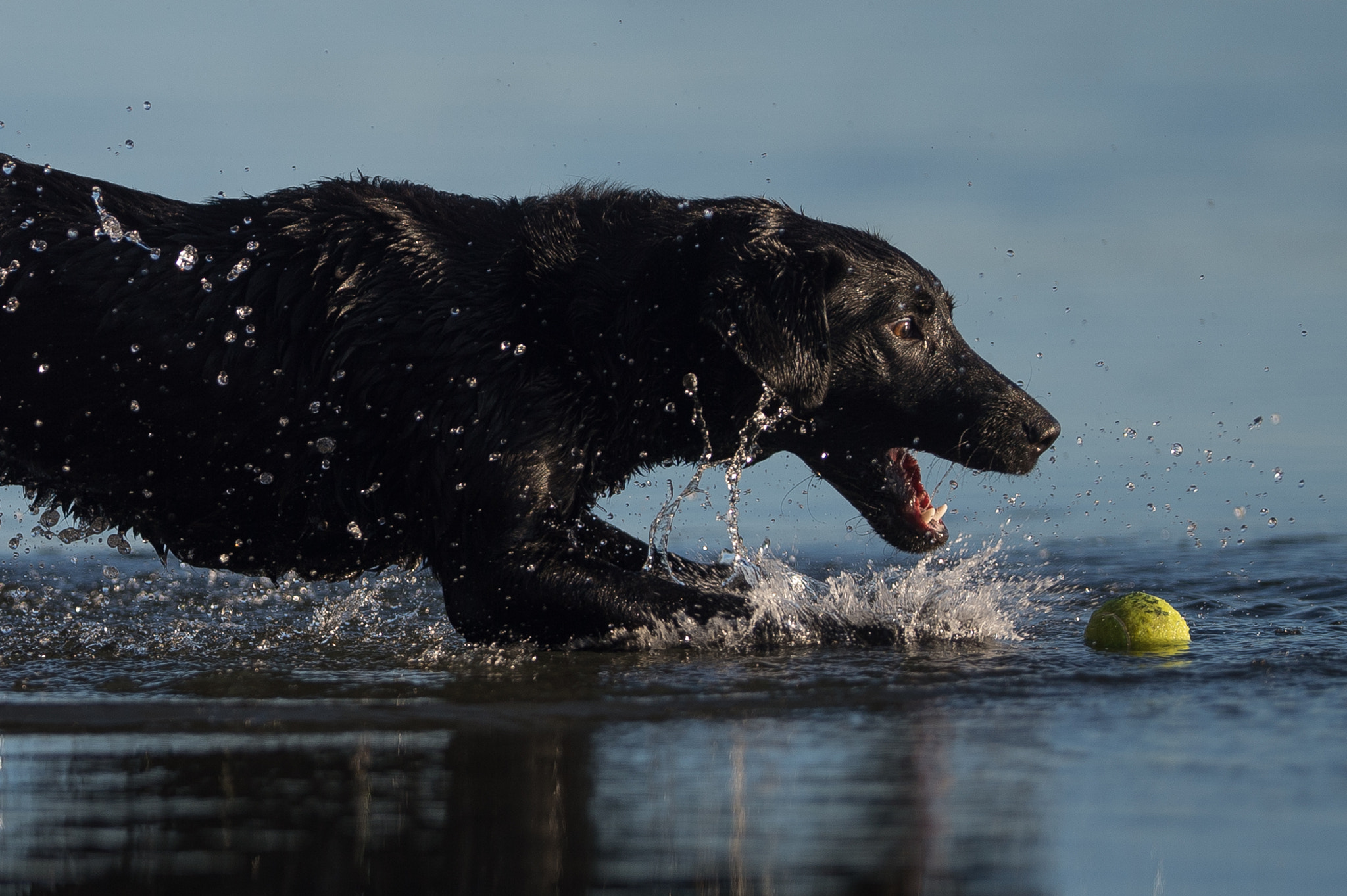 Nikon AF-S Nikkor 200mm F2G ED-IF VR sample photo. My wet ball photography